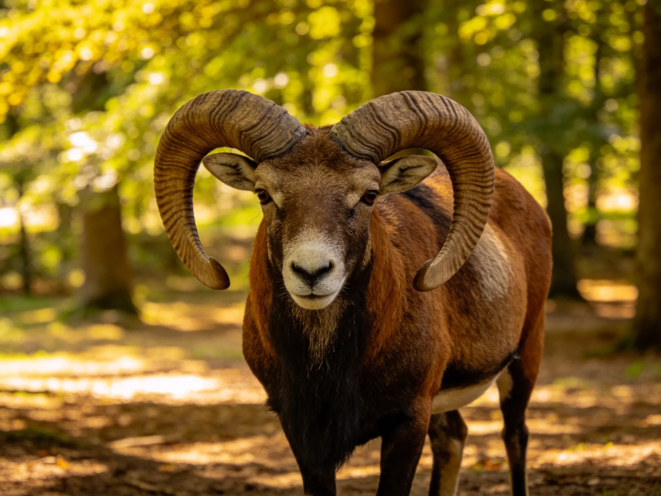 A majestic brown-horned ram in sun-dappled woods