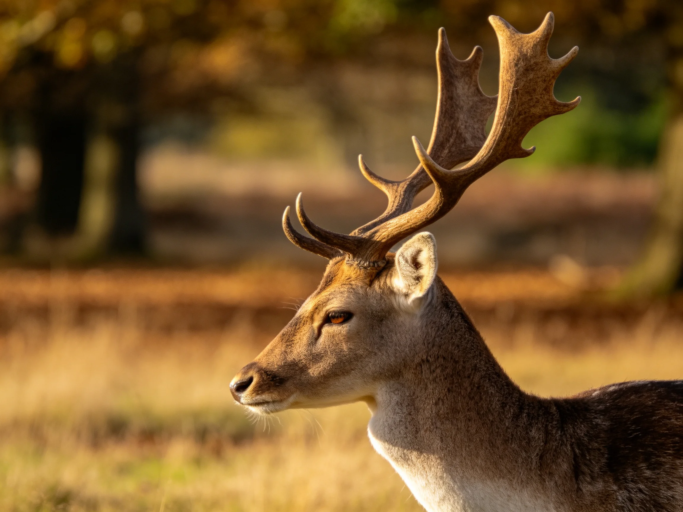 A deer with large antlers stands in a sunlit woodland.
