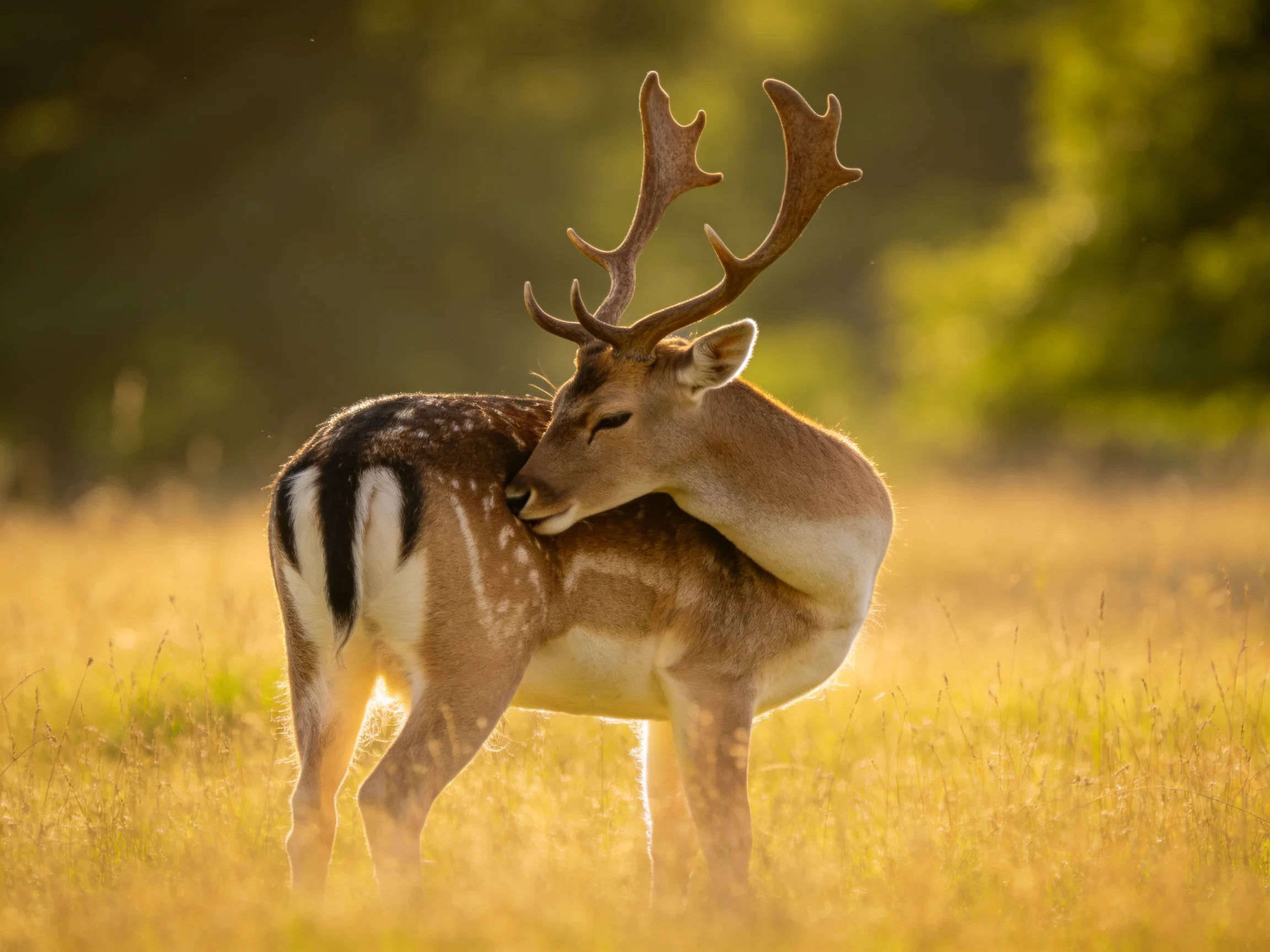 A deer with large antlers grooms itself in a sunlit meadow.