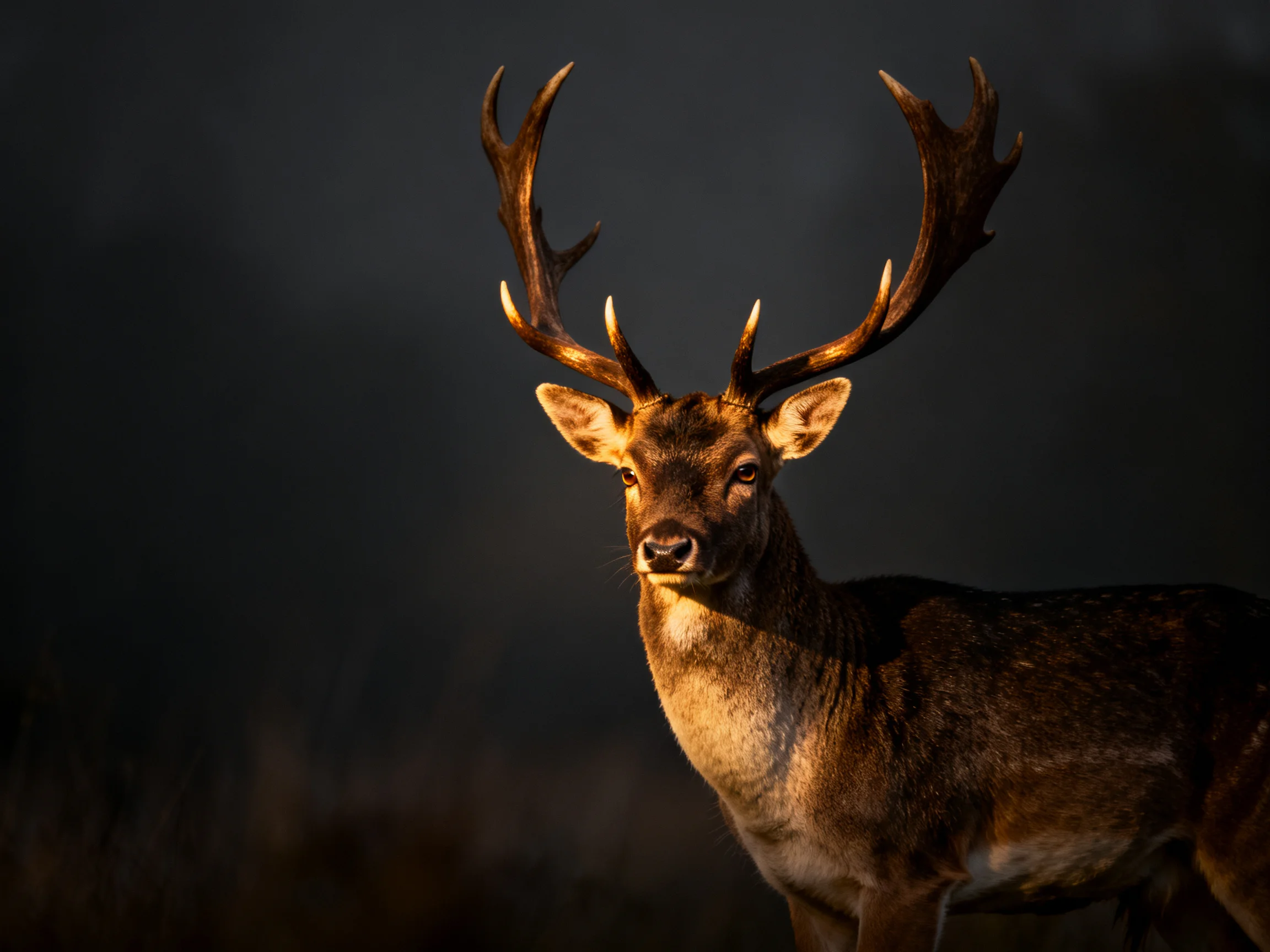 A majestic deer with large antlers highlighted by warm lighting