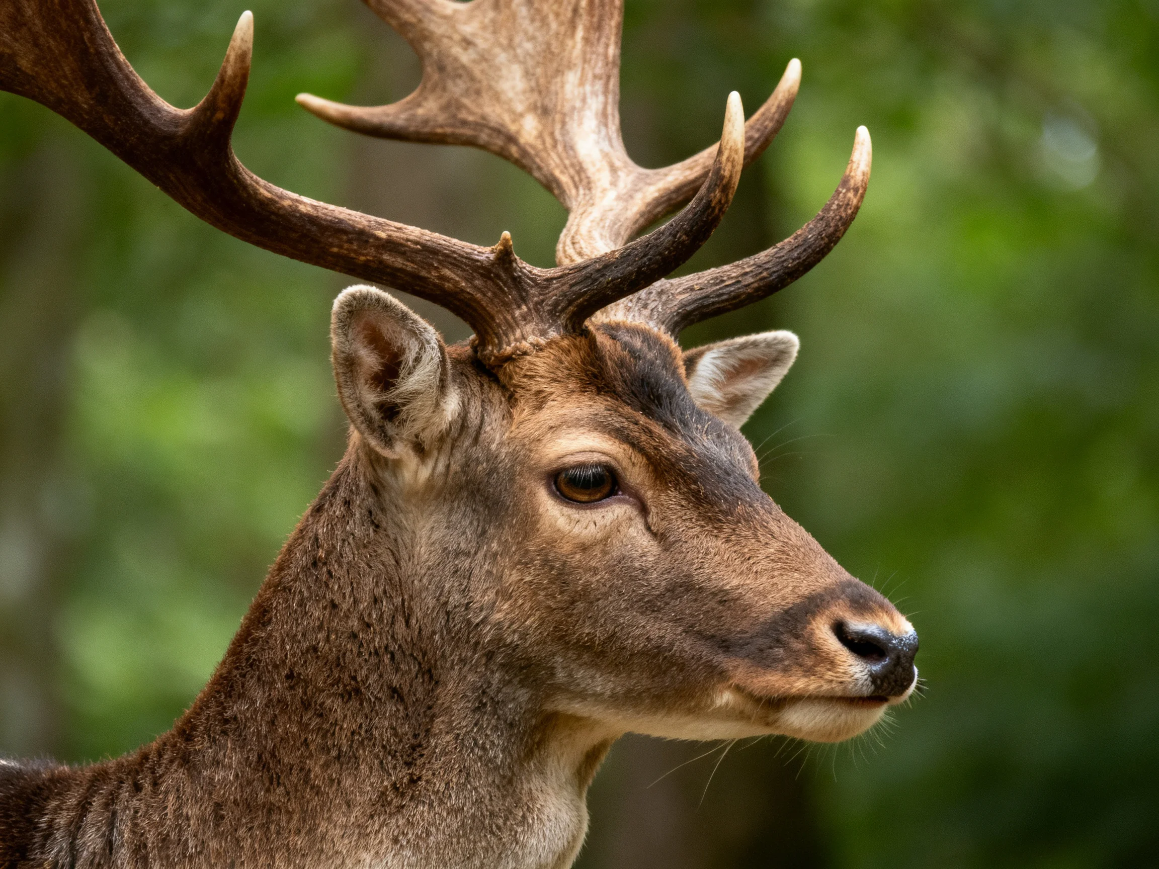 A deer with large antlers is depicted in a green forest setting.