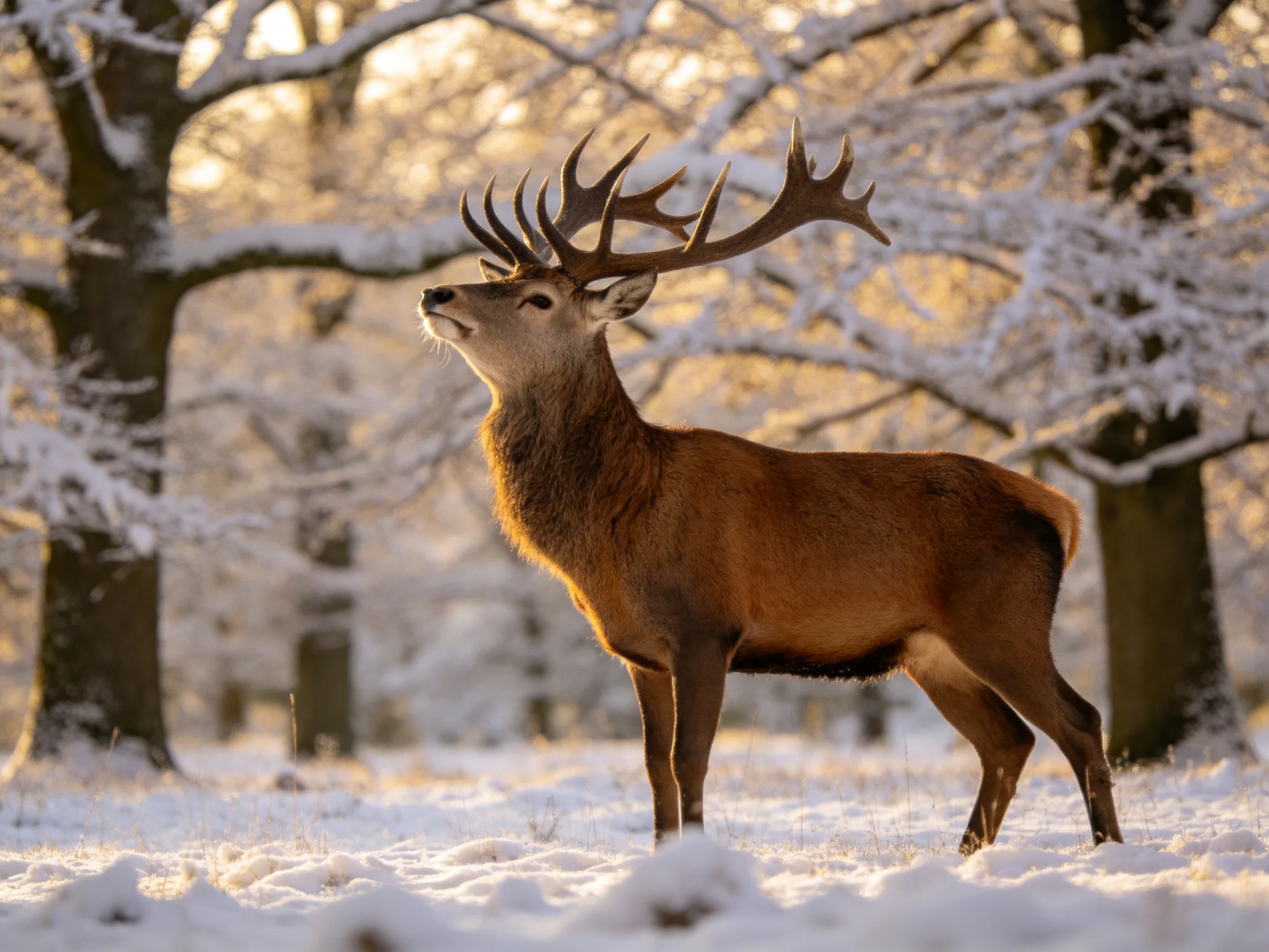 A deer with large antlers stands in a snowy forest lit by warm sunlight.