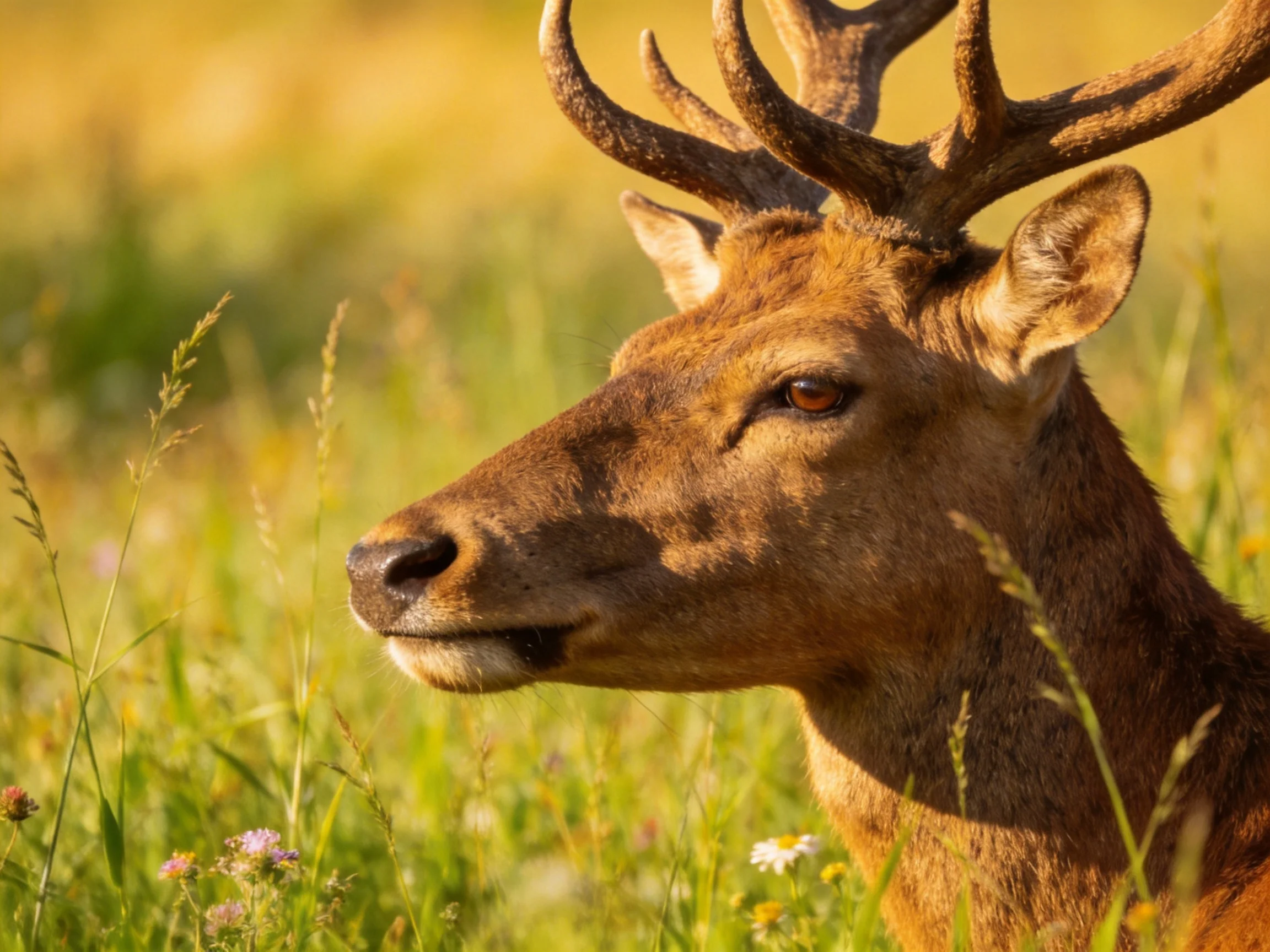 A majestic deer with large antlers in a sunlit meadow