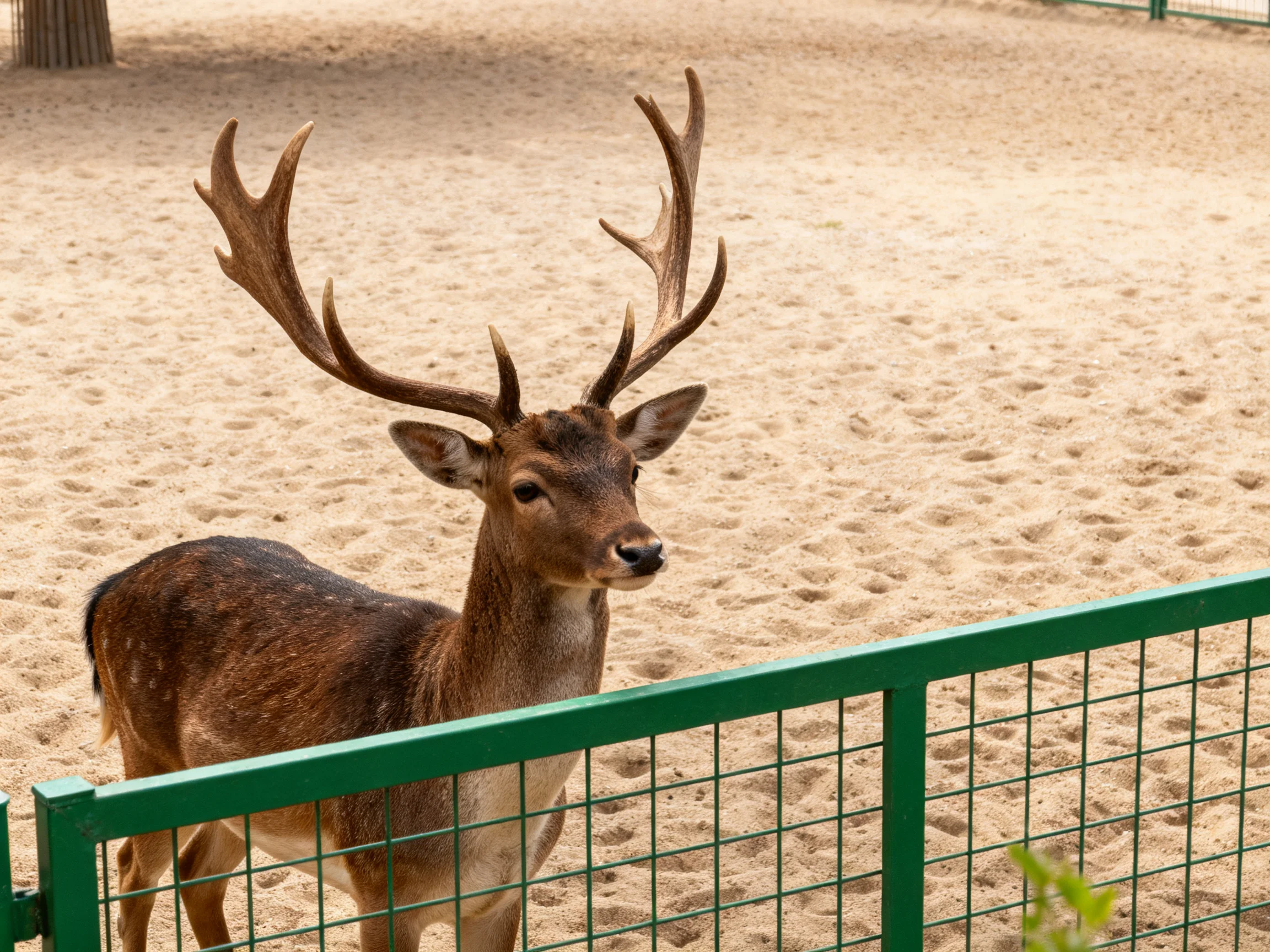 A deer stands near a green fence on sandy ground.