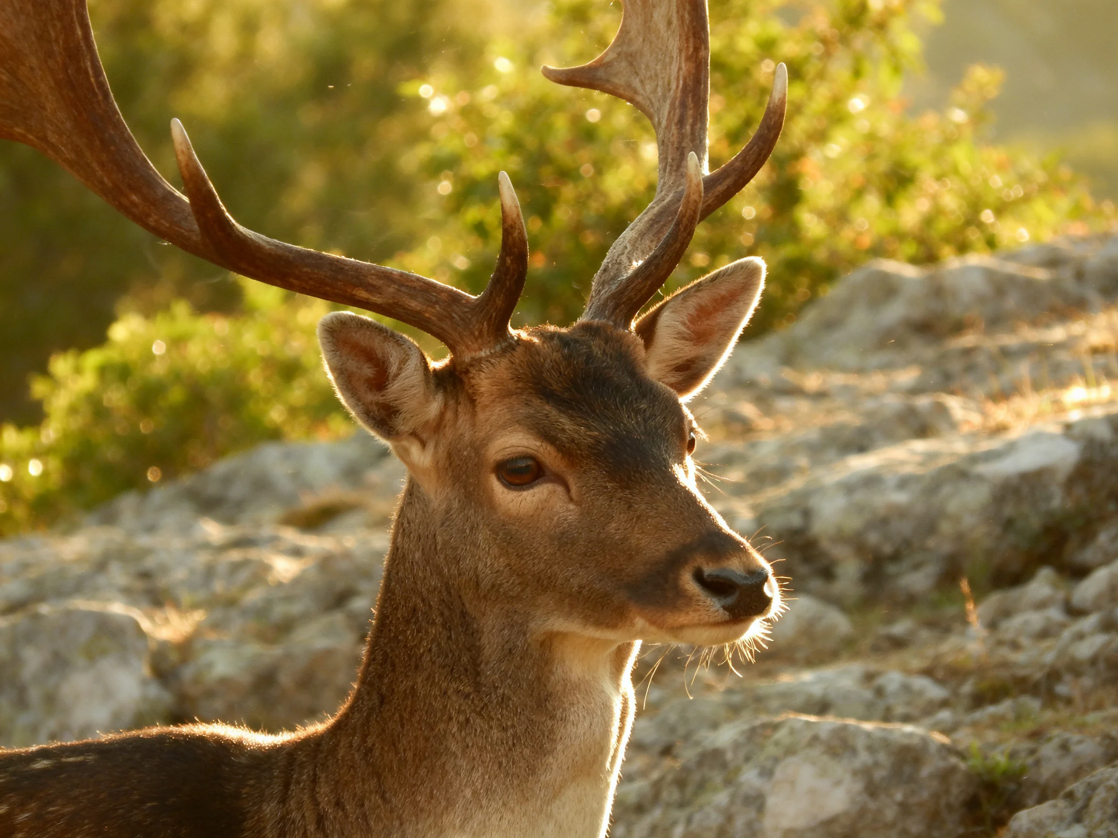 A majestic deer with large antlers near rocky terrain and green foliage