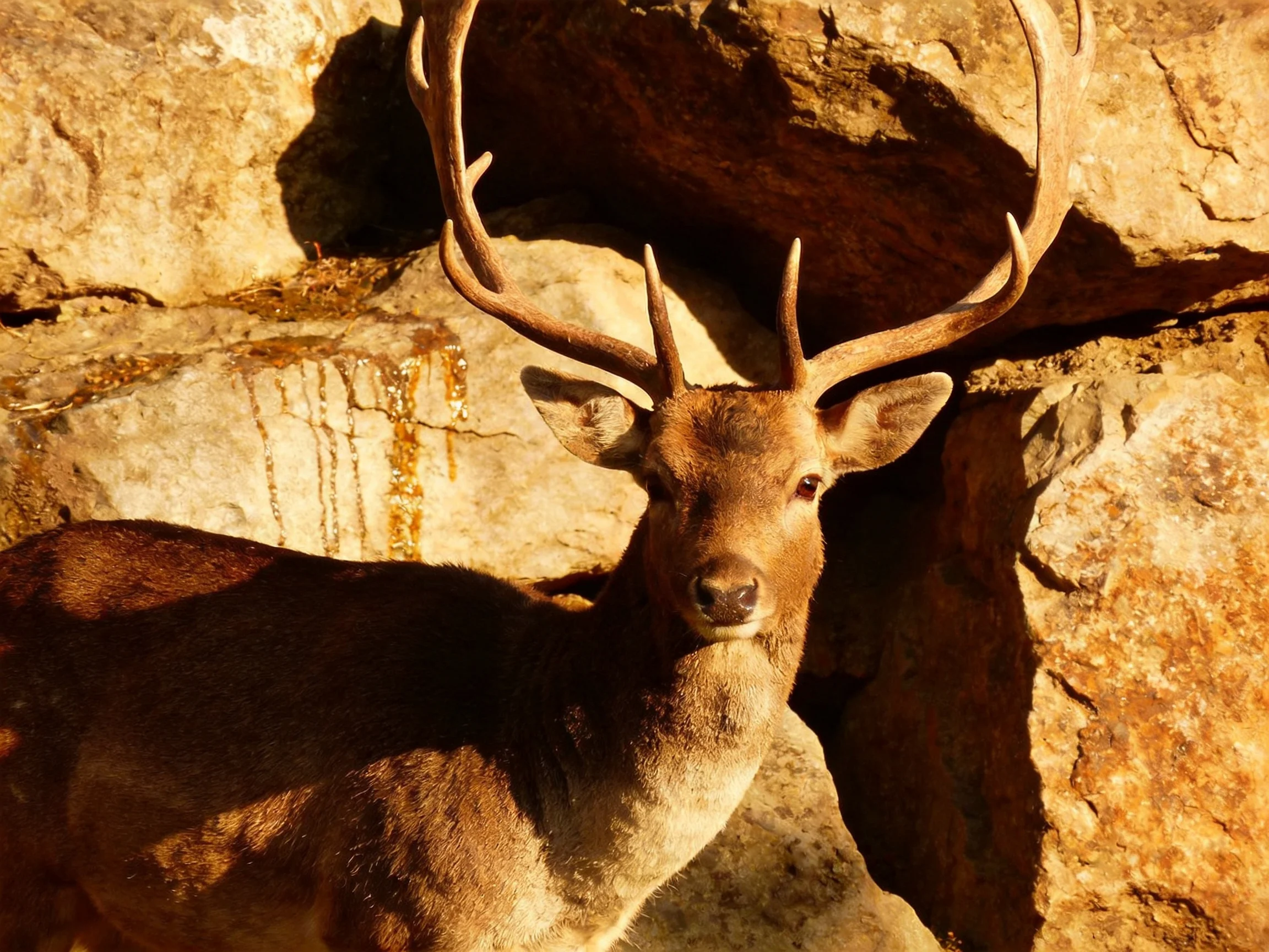 A majestic deer with large antlers near textured stone walls