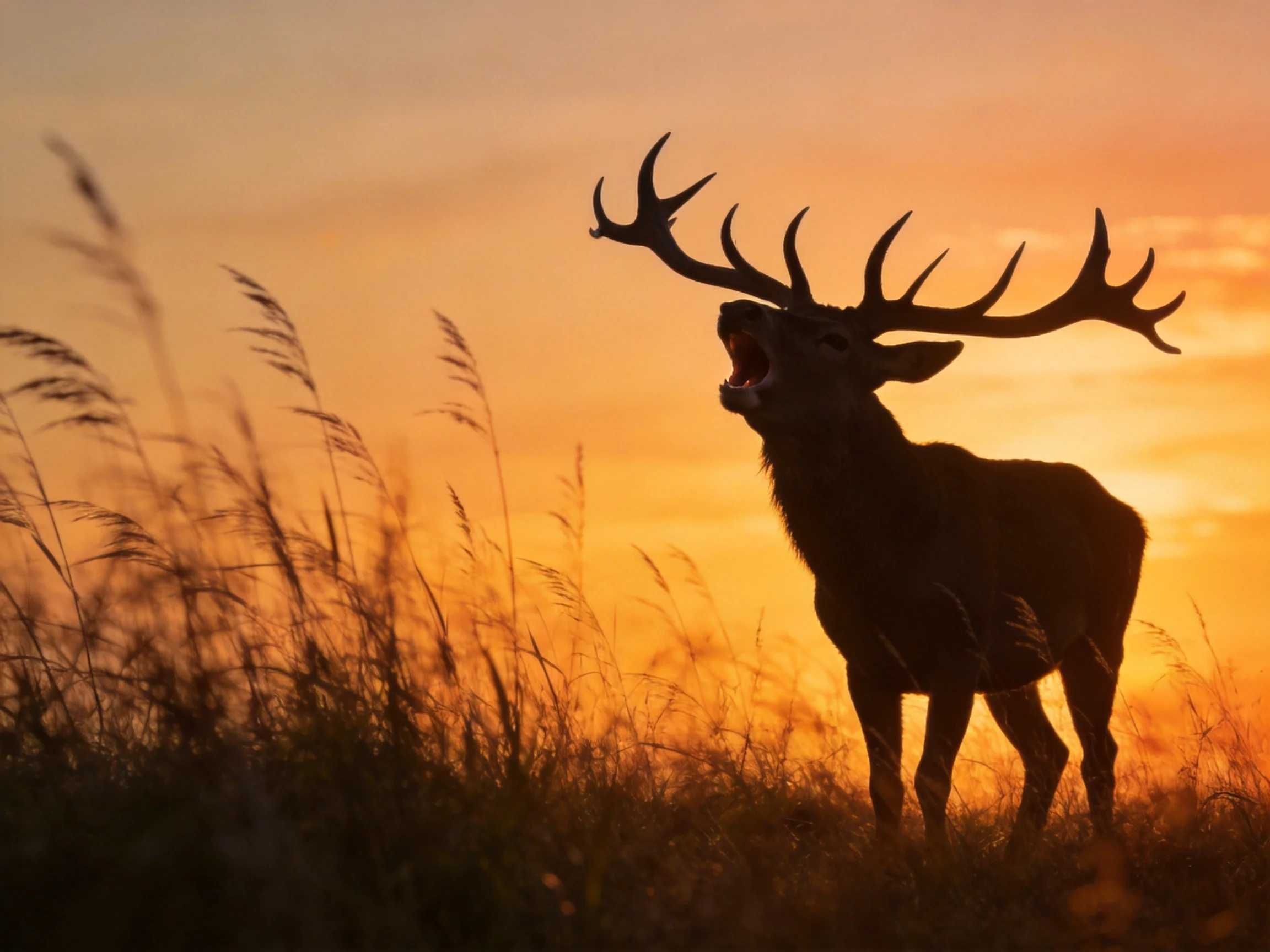 A majestic deer with large antlers silhouetted against a golden sunset
