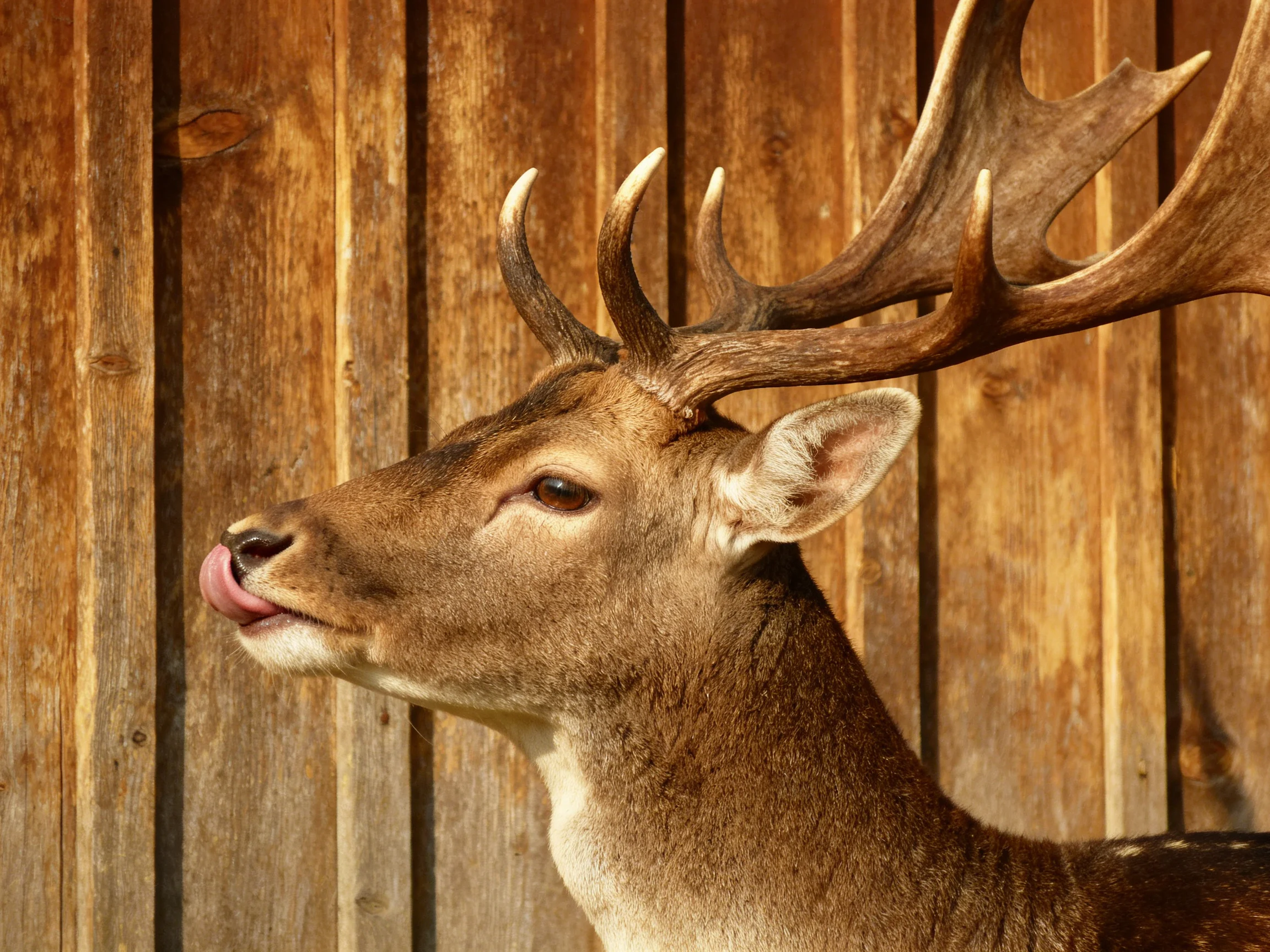 A majestic deer with large antlers stands before a weathered wooden wall