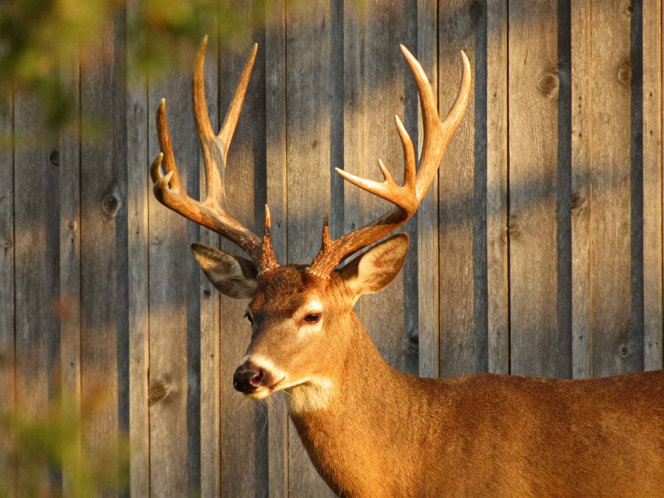 A deer with large antlers stands near a weathered wooden fence.