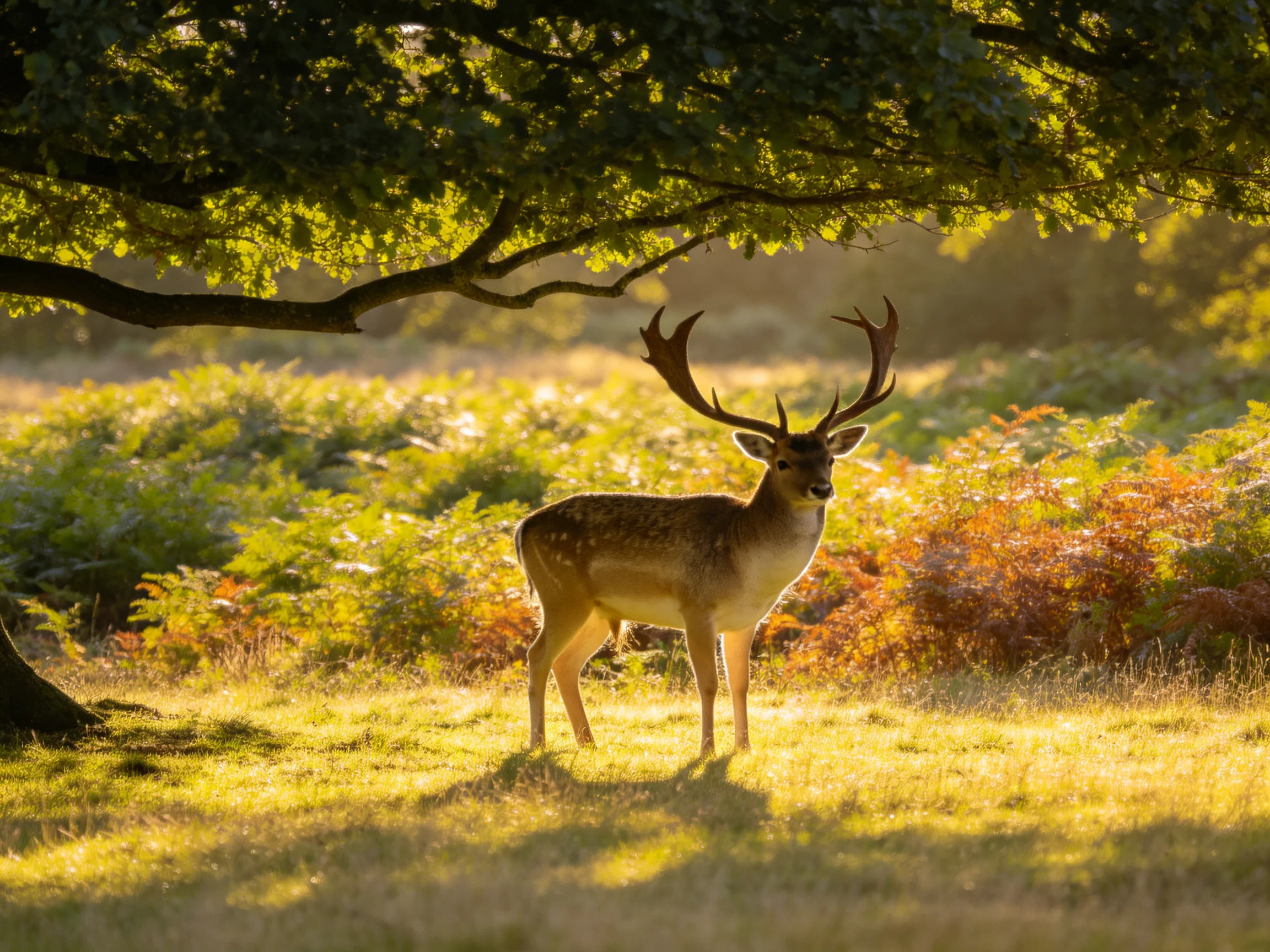 A deer with large antlers stands in a sunlit forest clearing.