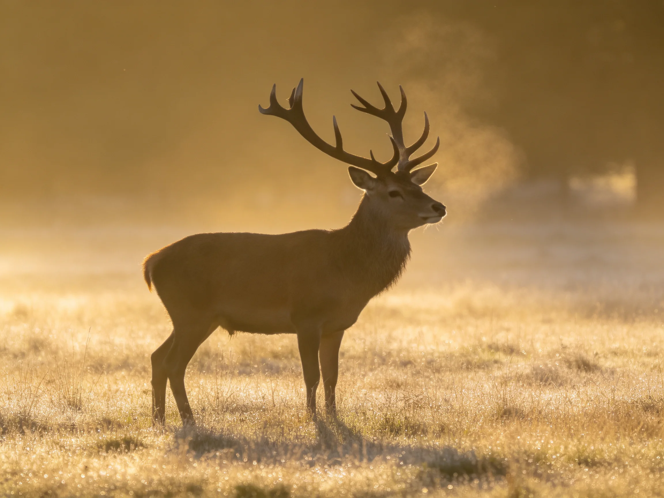 A deer with large antlers stands in a sunlit, misty field at dawn.