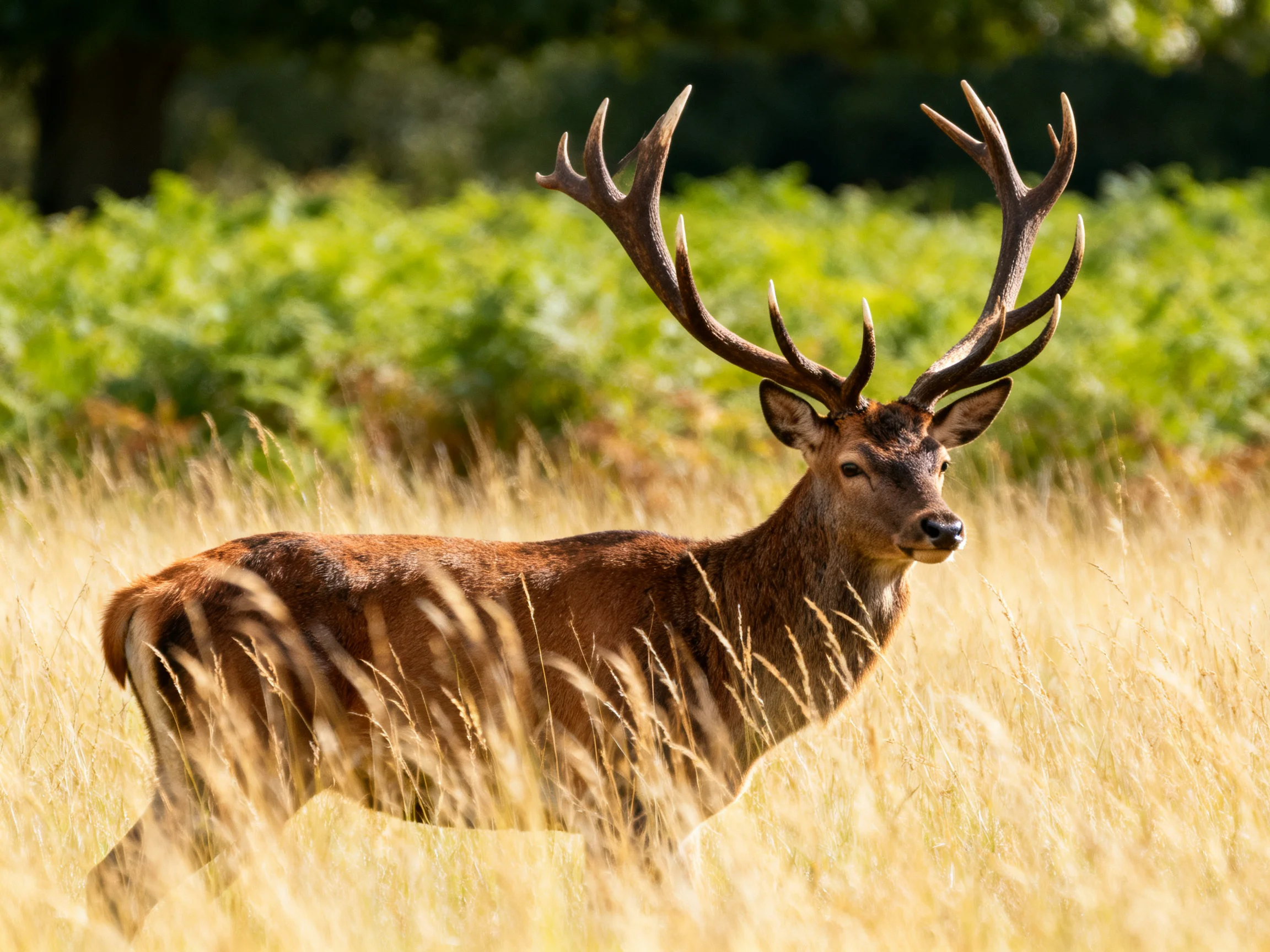 A deer with large antlers moves through tall golden grass beside lush green vegetation.