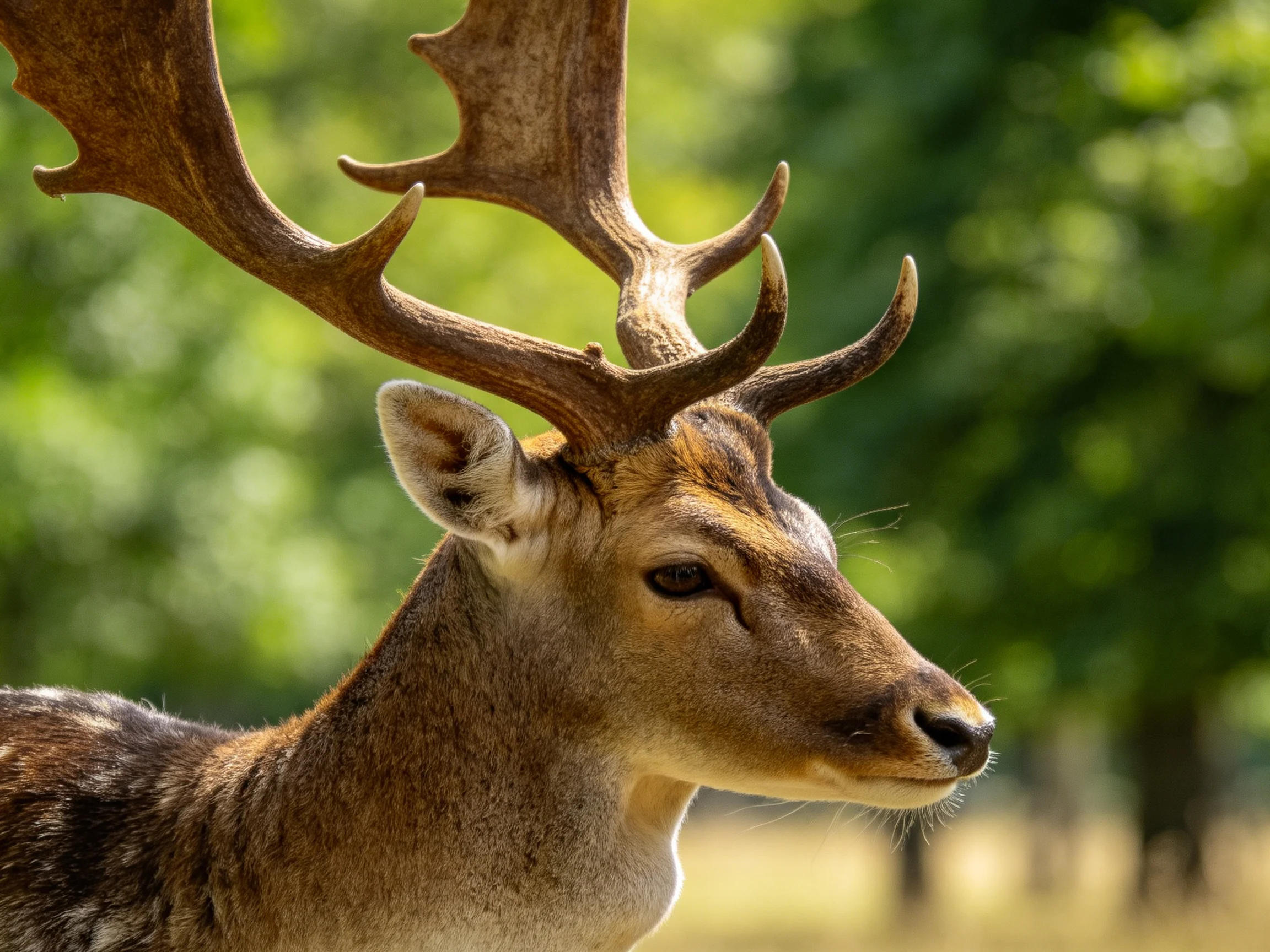 A deer with large antlers stands in a sunlit forest setting.