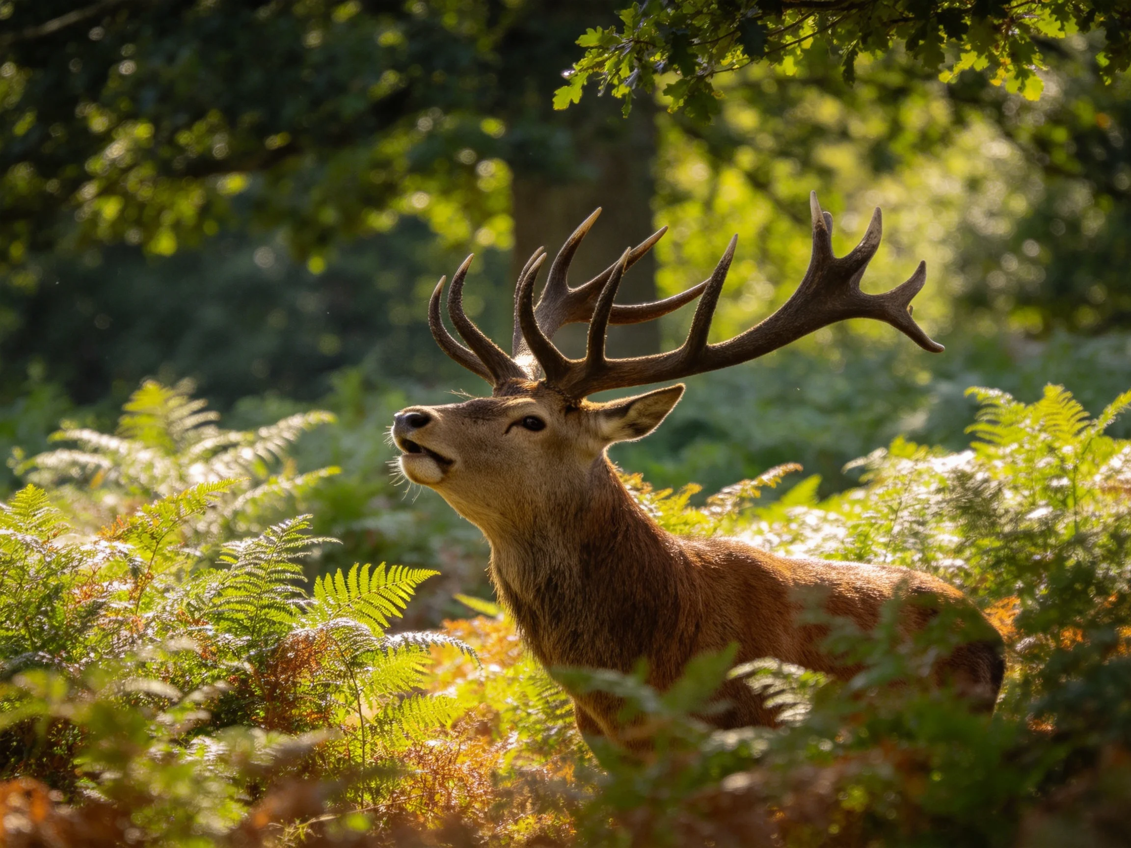 A deer with large antlers stands amid ferns in a sunlit forest.