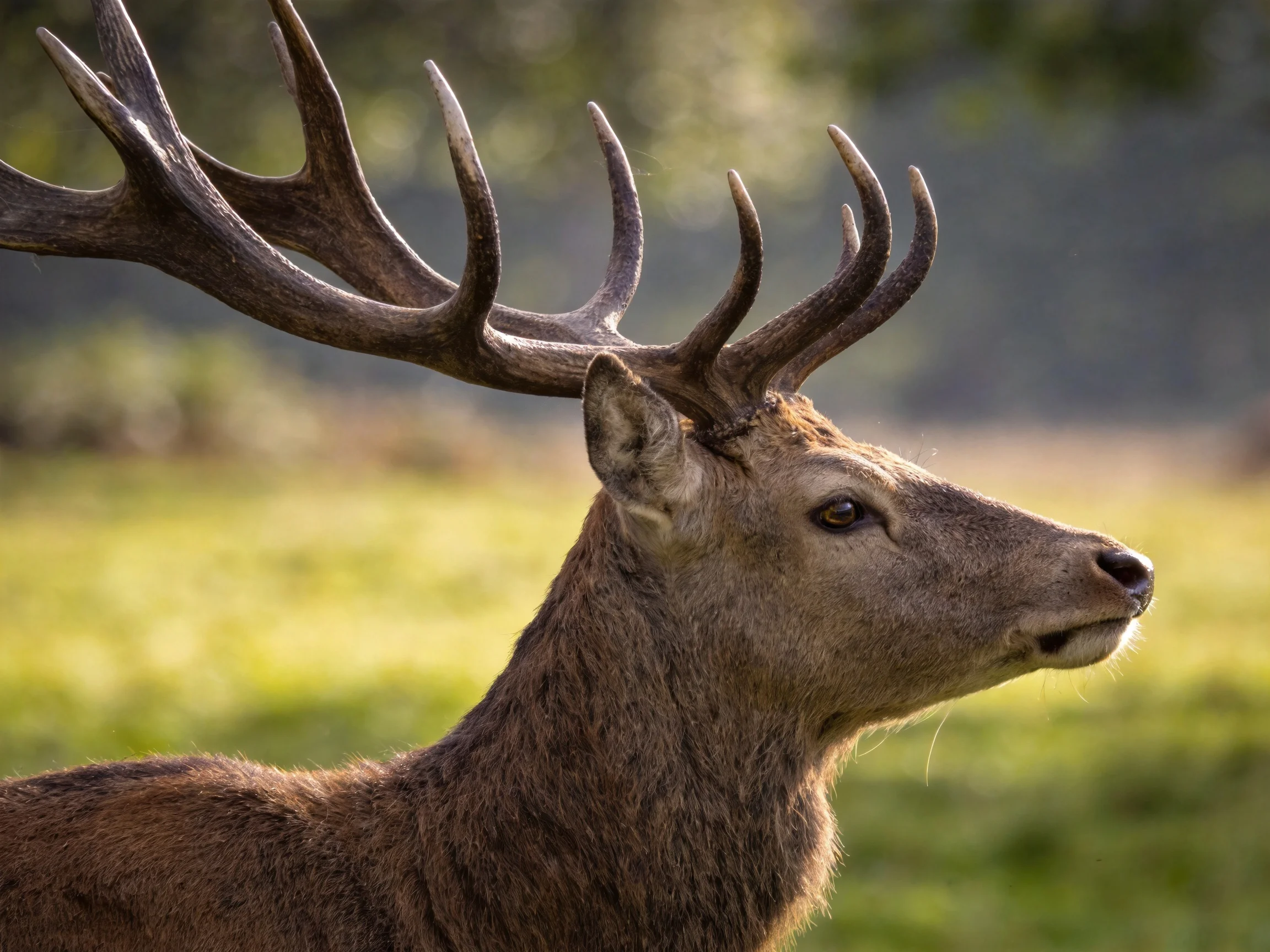 A deer with large antlers stands in a sunlit natural landscape.