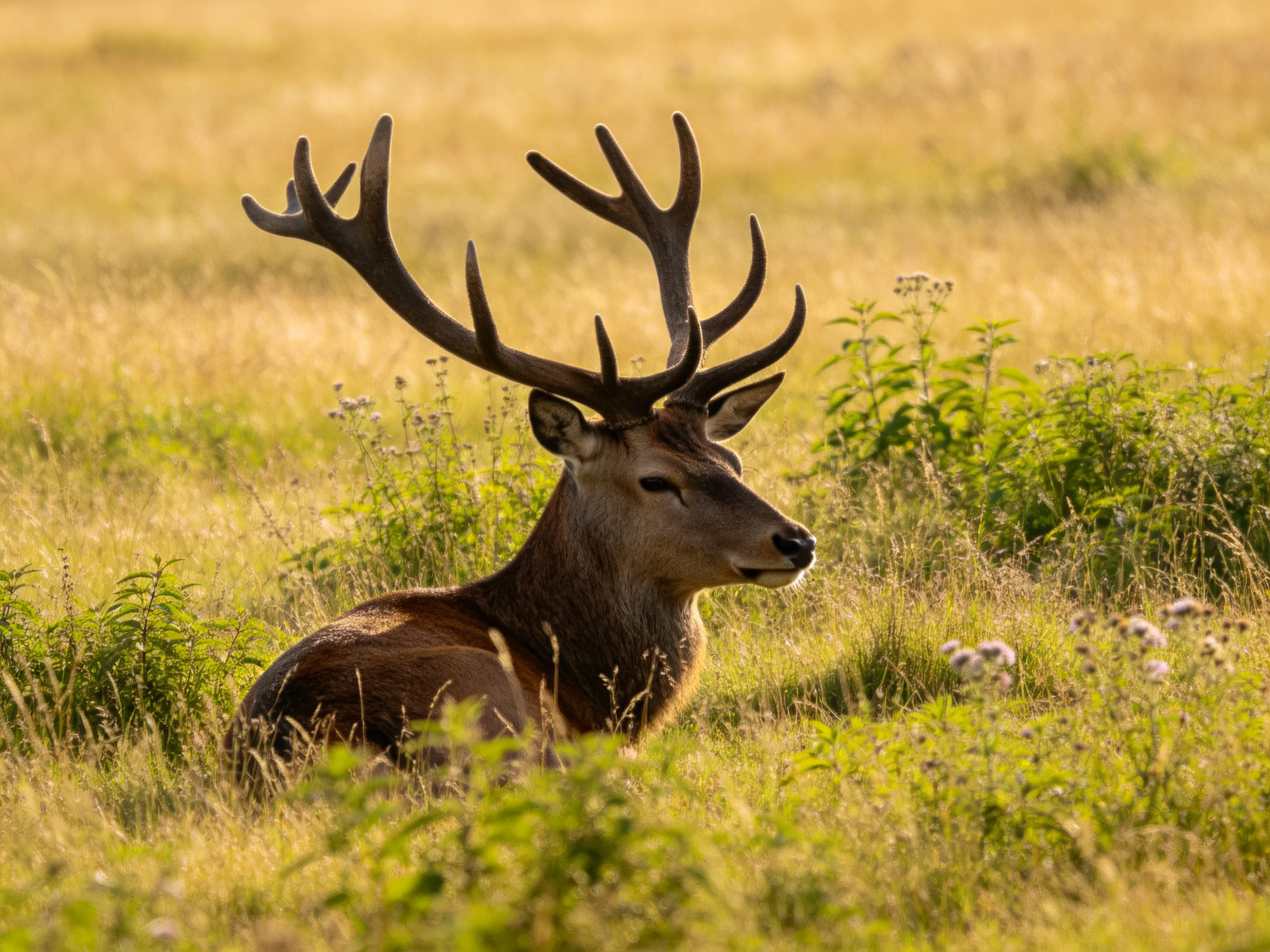 A deer with large antlers sits calmly in a sunlit meadow.
