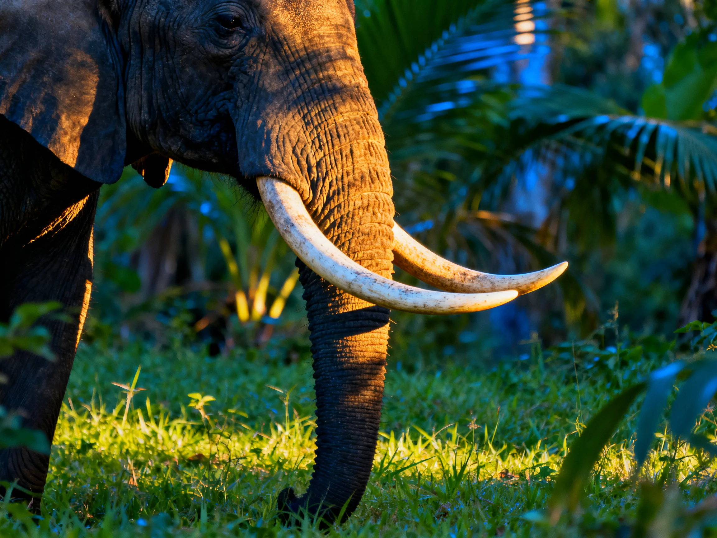 A majestic elephant with large curved tusks in lush greenery
