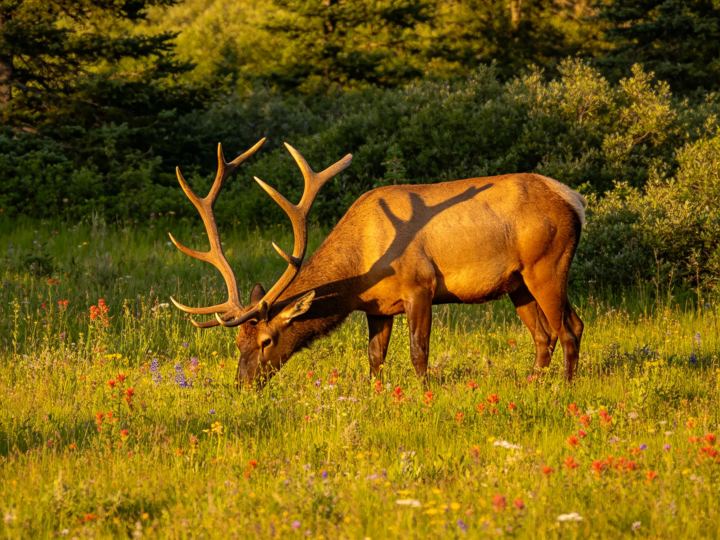 A majestic elk grazes in a vibrant wildflower meadow with dense greenery
