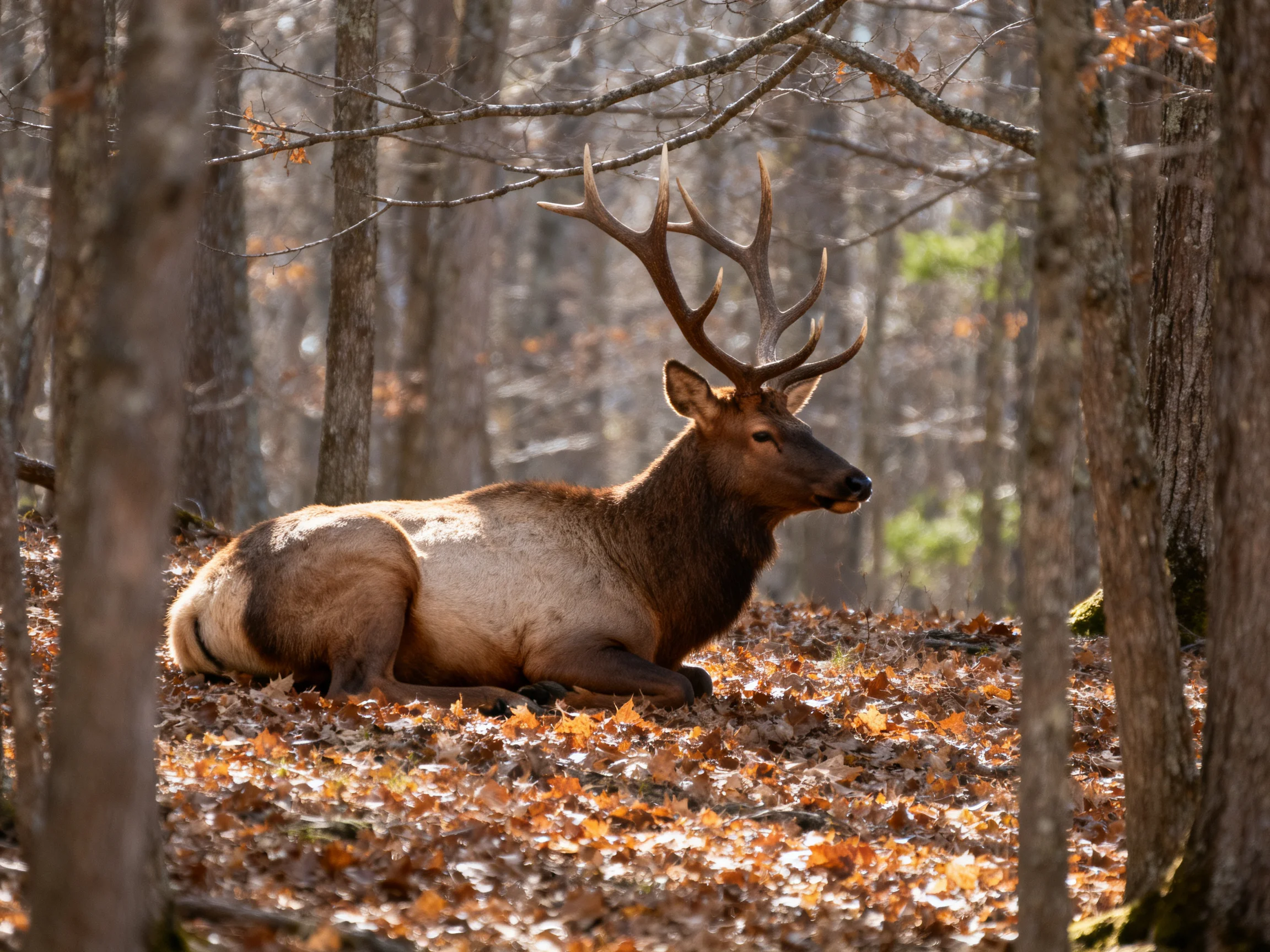 A majestic elk rests amid autumn foliage in a sun-dappled forest