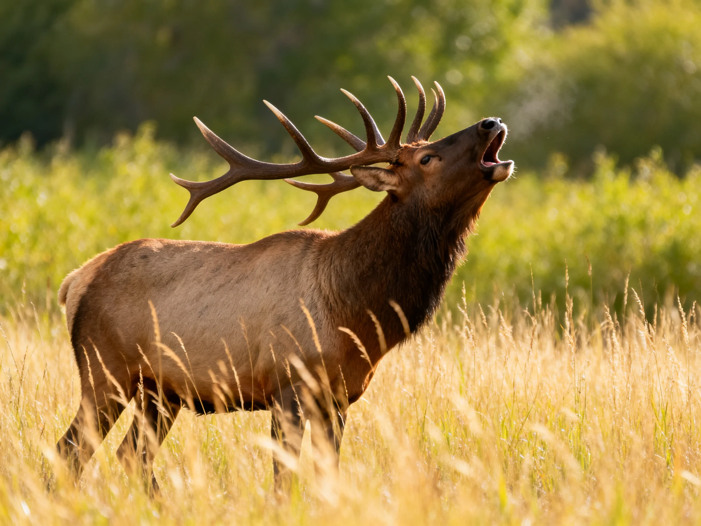 A majestic elk with large antlers roaring in sun-drenched grassland