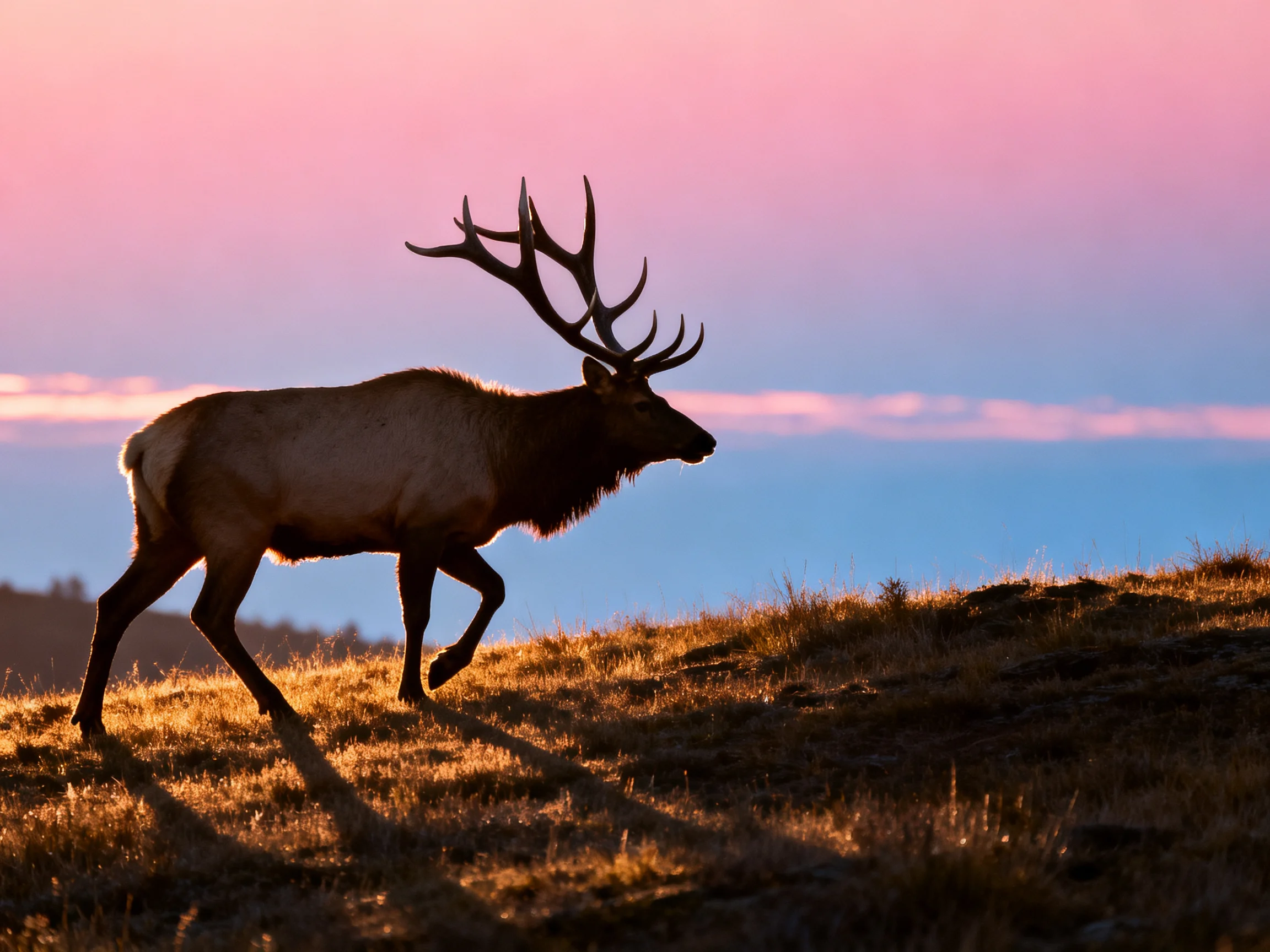 A majestic elk with large antlers walking on a golden hillside at sunset