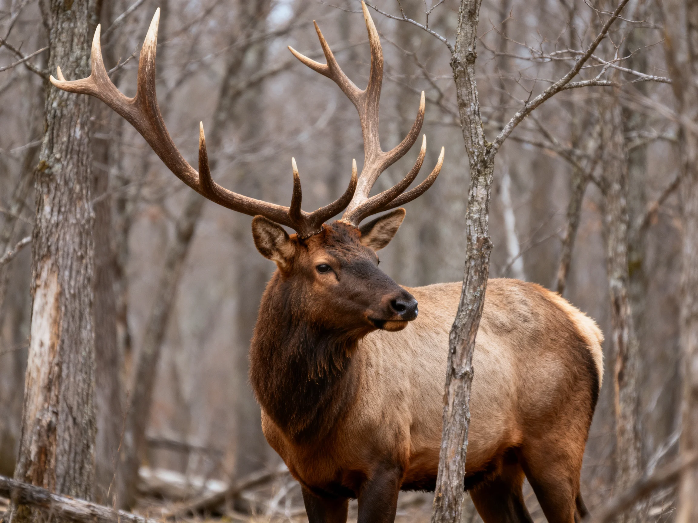 A large elk with impressive antlers is in a wooded area.
