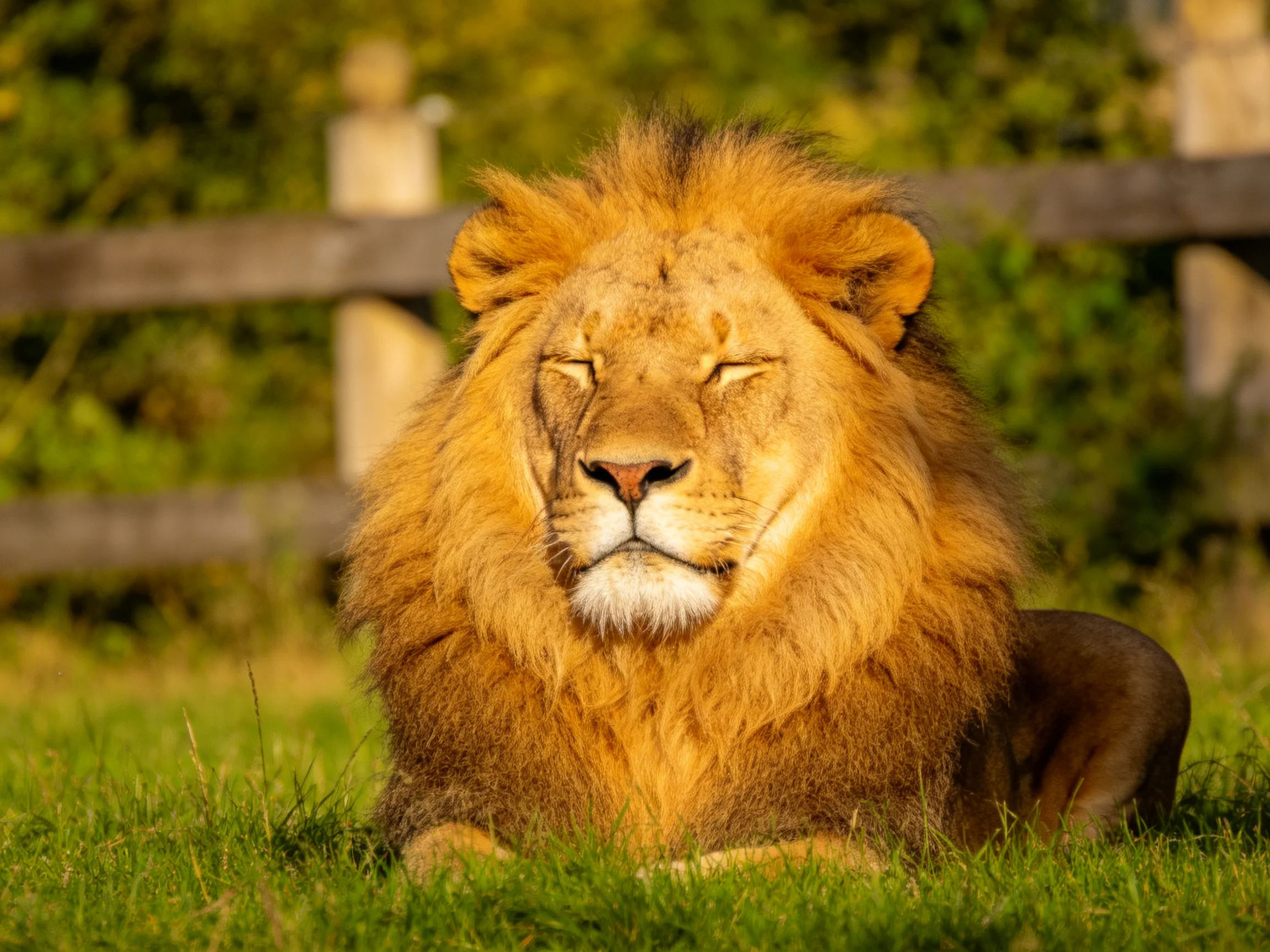 A golden lion lies calmly on grass with a wooden fence in the background.