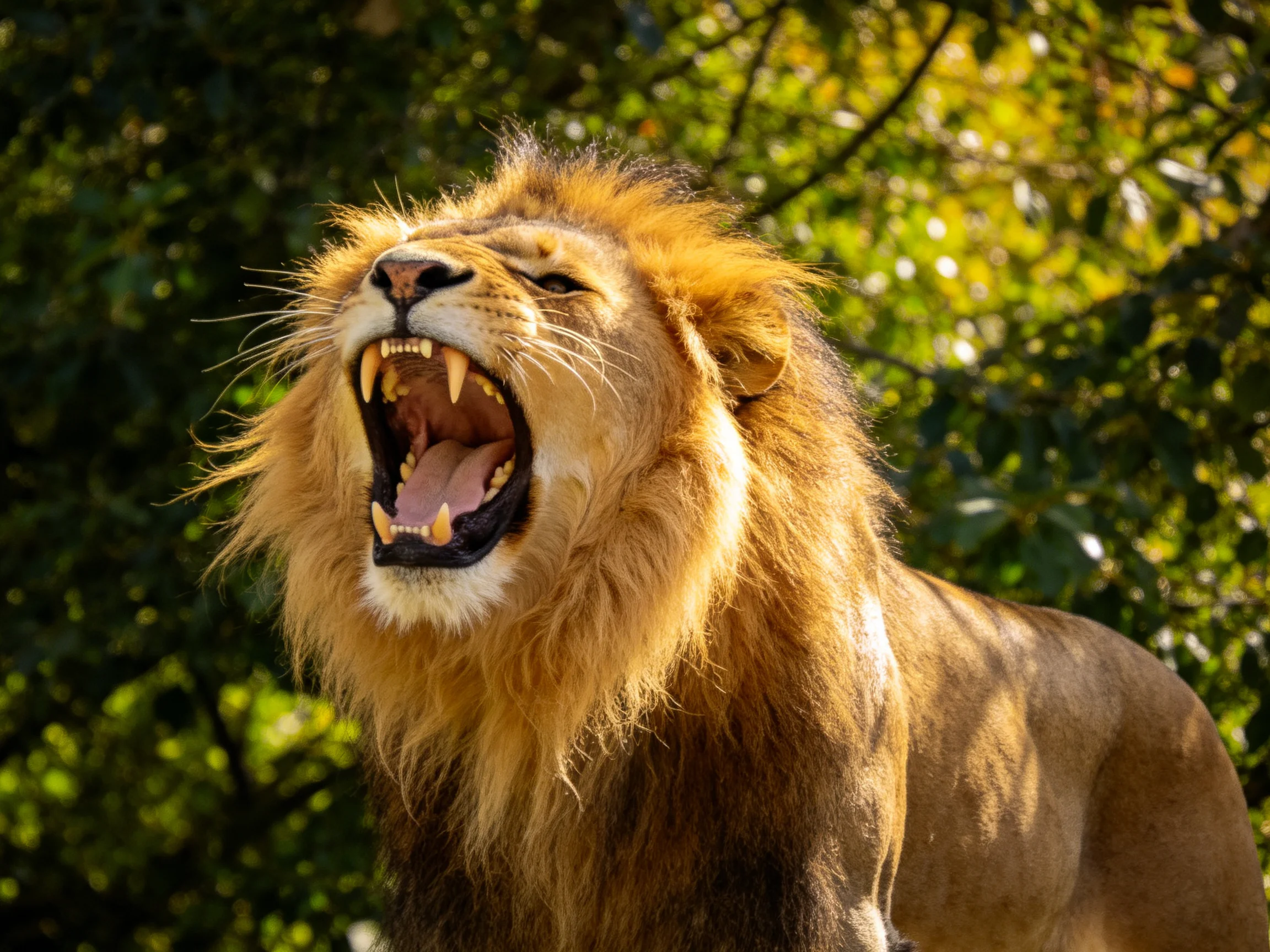 A majestic golden lion roars amidst lush green foliage