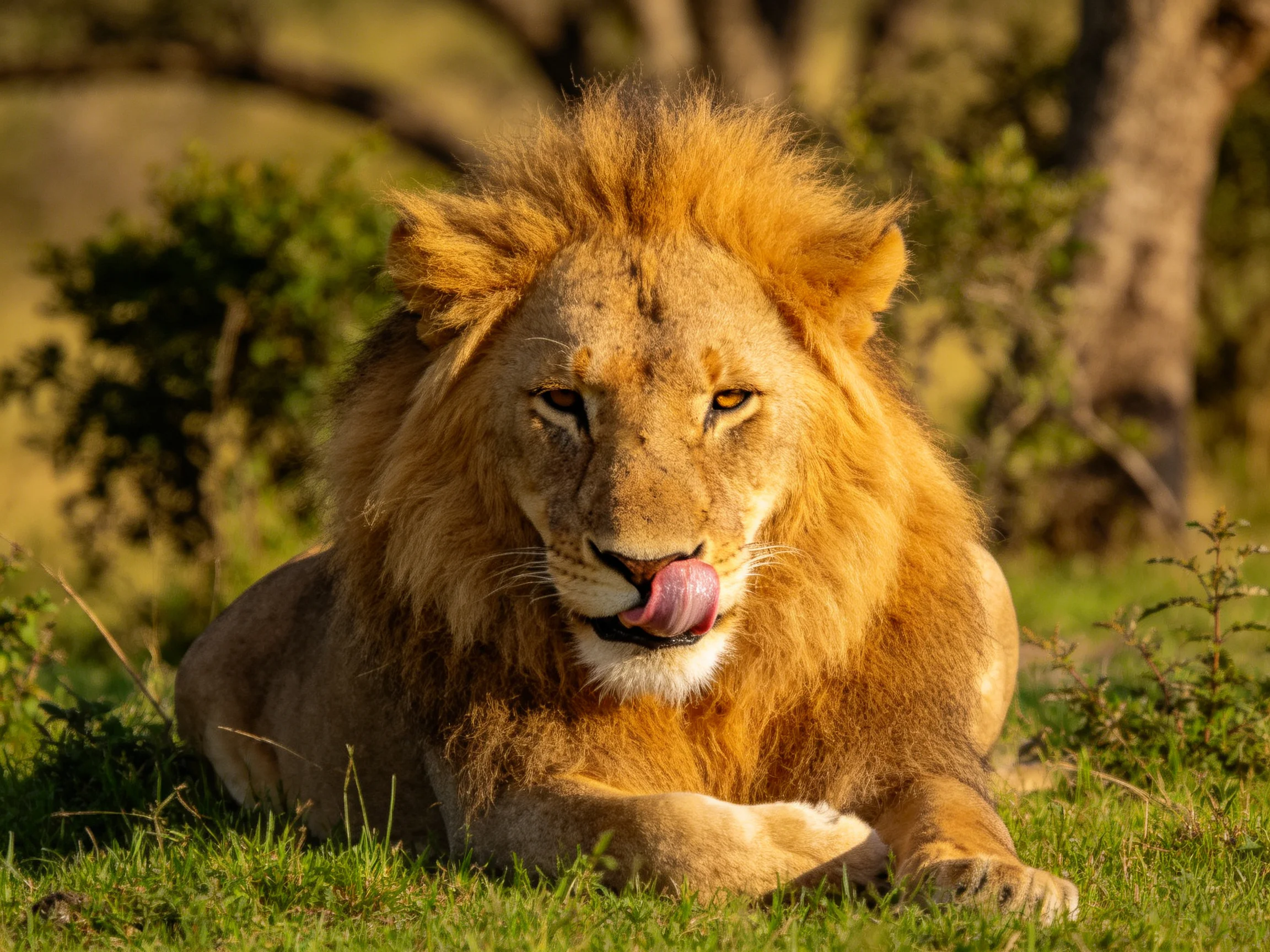 A majestic golden lion with a thick mane rests on lush green grass