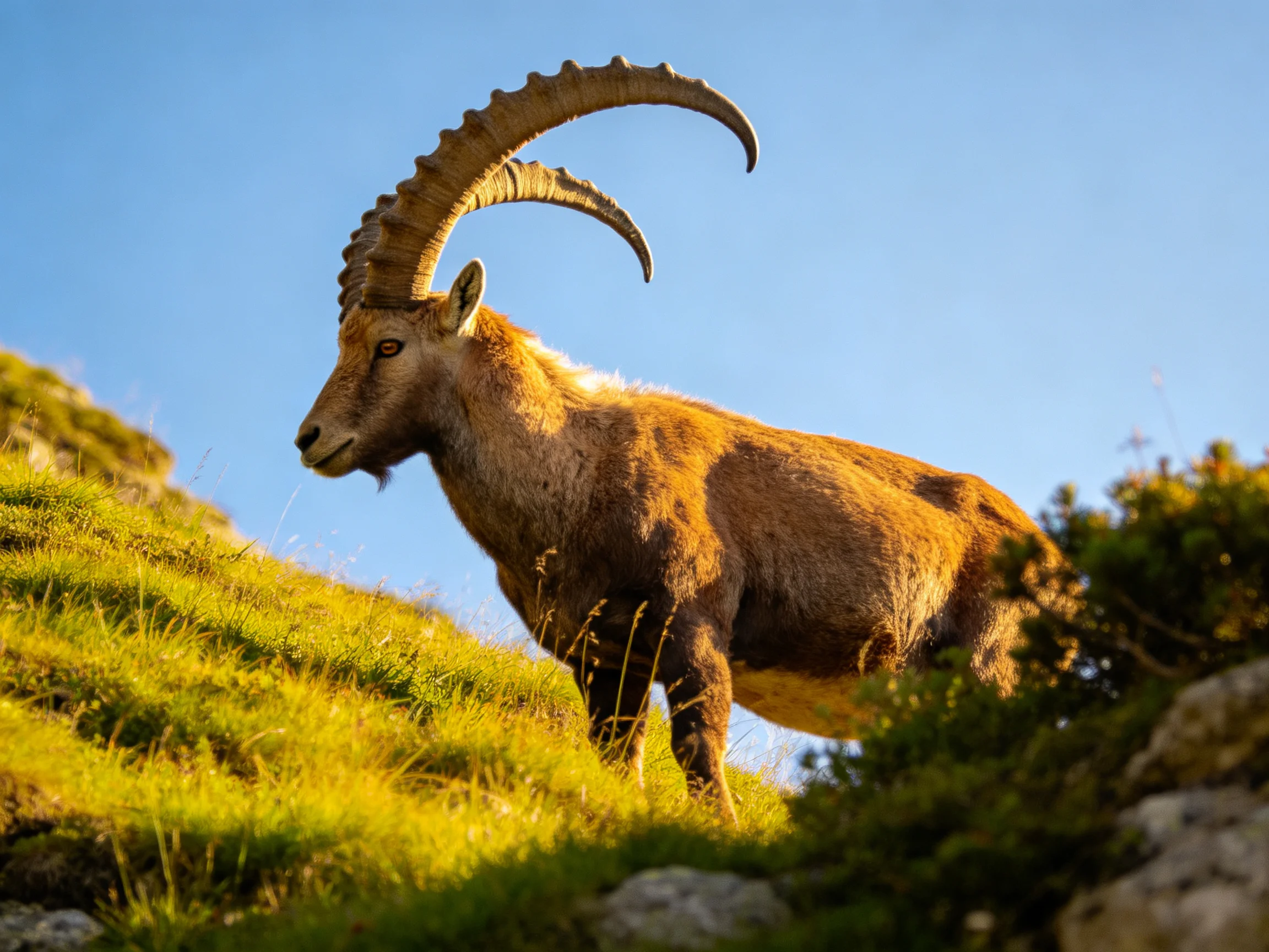 A majestic ibex with curved horns stands on a sunlit grassy slope