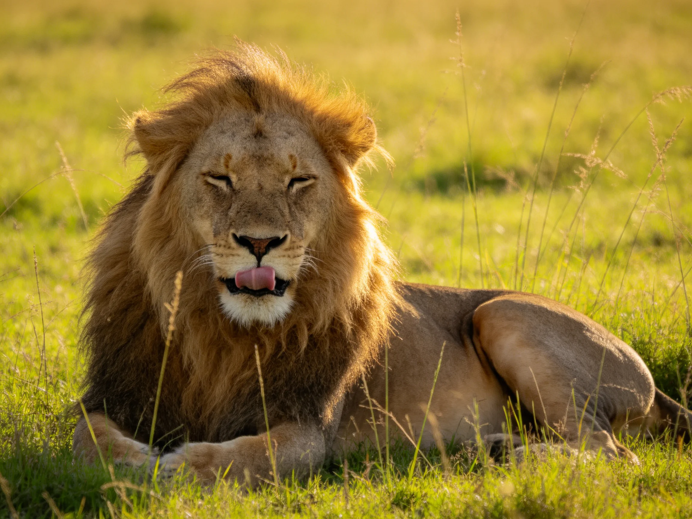 A majestic lion lounges in sun-drenched green savannah grass