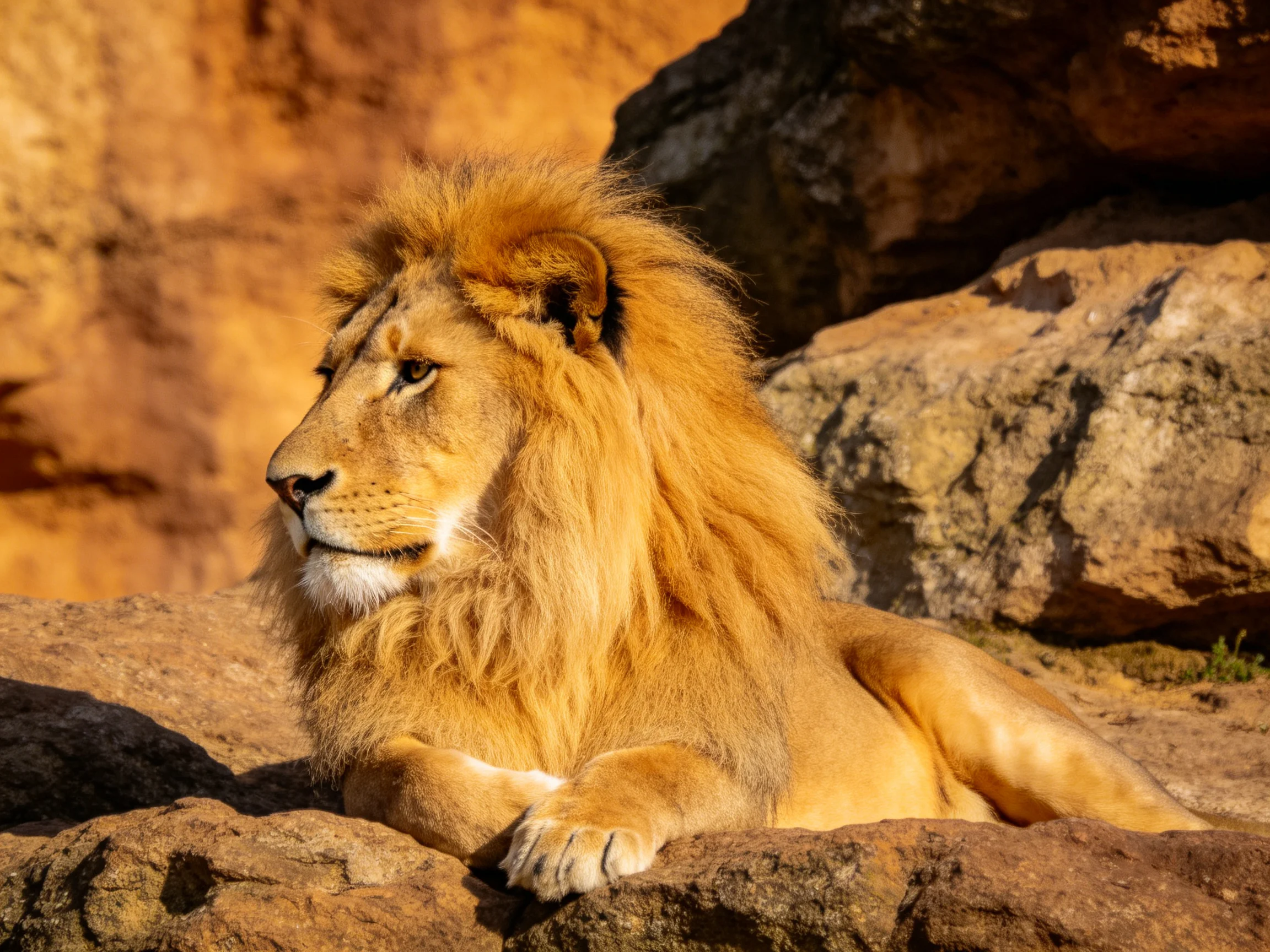 A majestic lion rests amid earth-toned rocks in bright sunlight