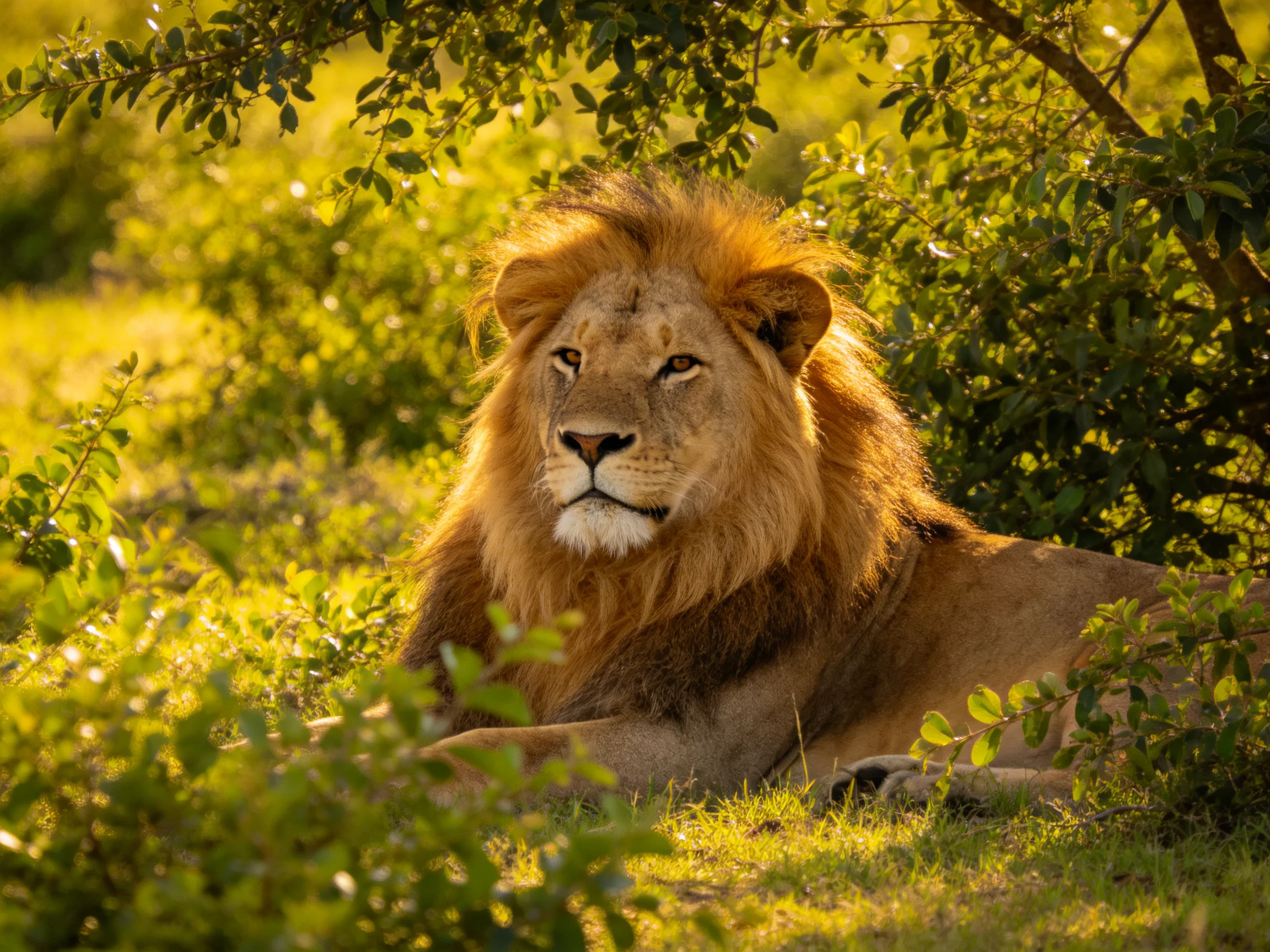 A lion lies calmly among dense vegetation in a sunlit natural setting.
