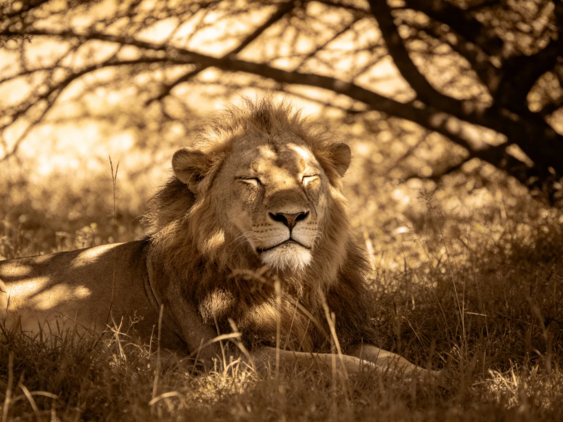 A majestic lion rests amid tall grass and shaded trees