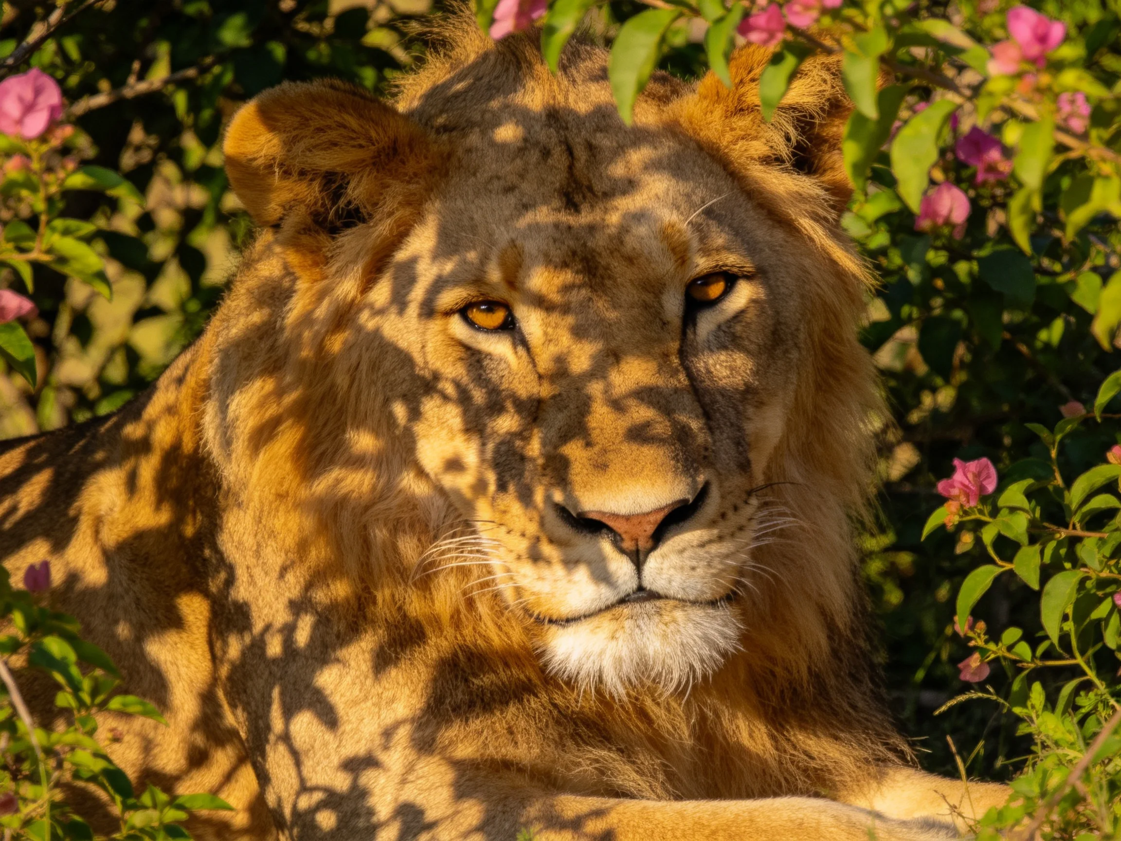 A majestic lion sits calmly amidst colorful flowers and green plants.
