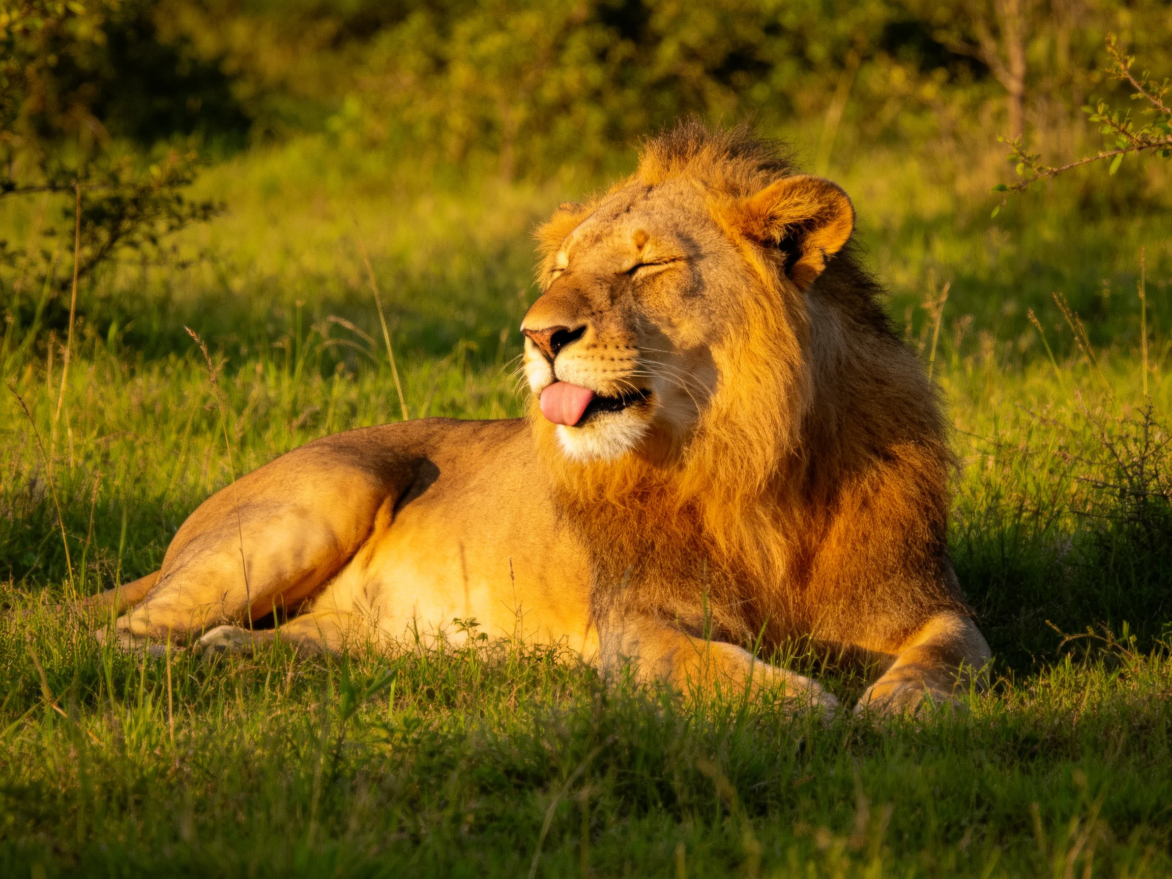 A majestic lion relaxes on green grass bathed in golden light.
