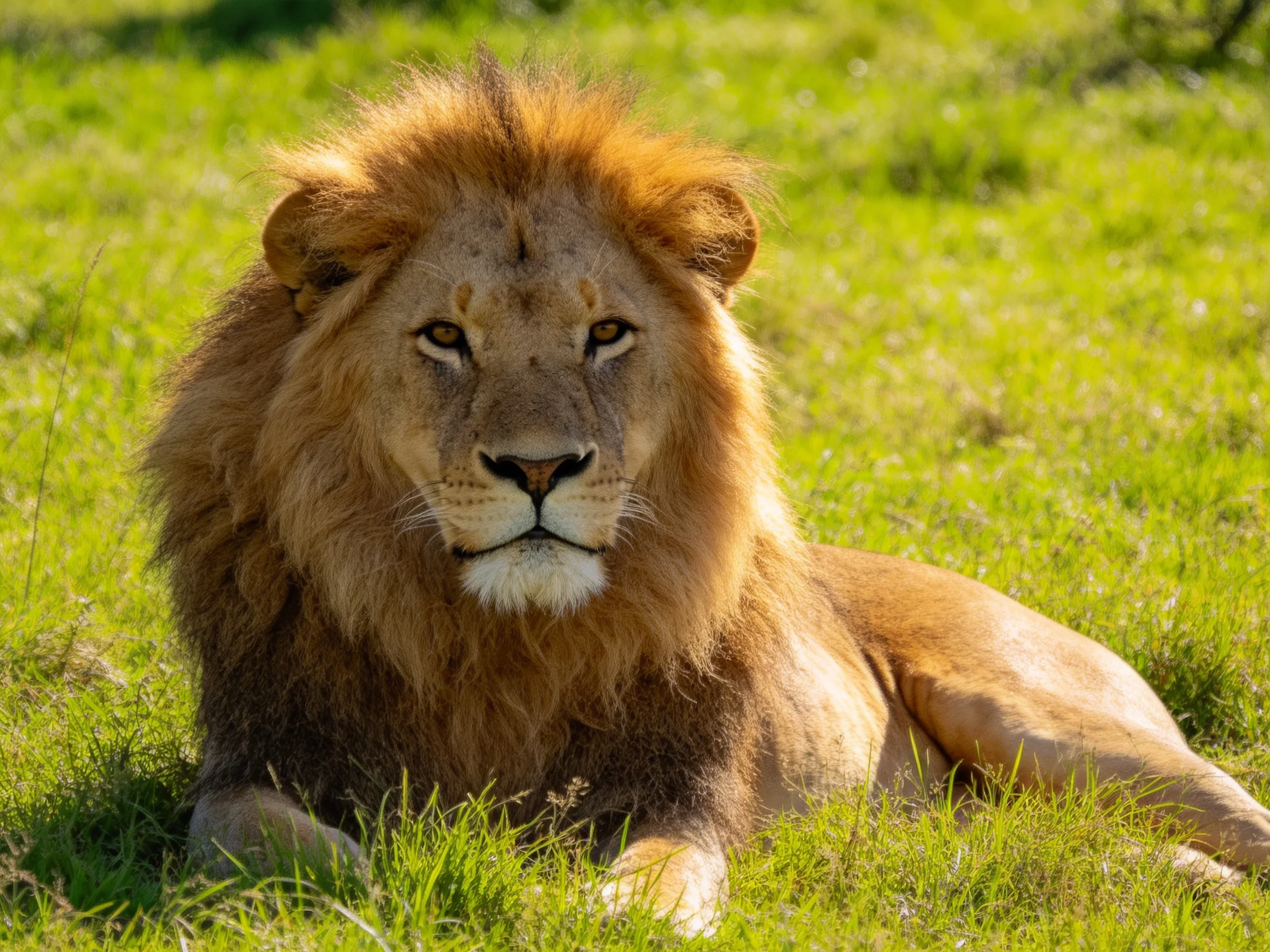 A lion calmly rests in a sunlit area of tall green grass.