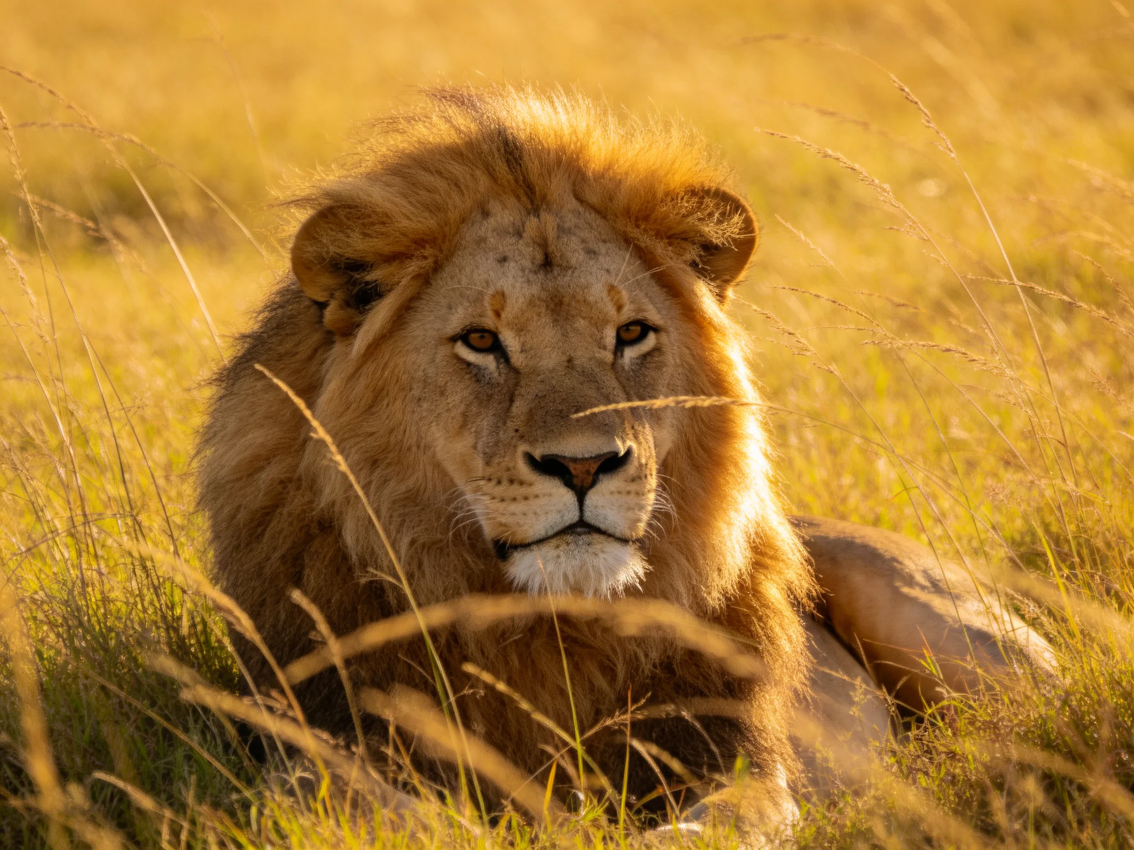 A majestic lion relaxes in sunlit savannah grass.
