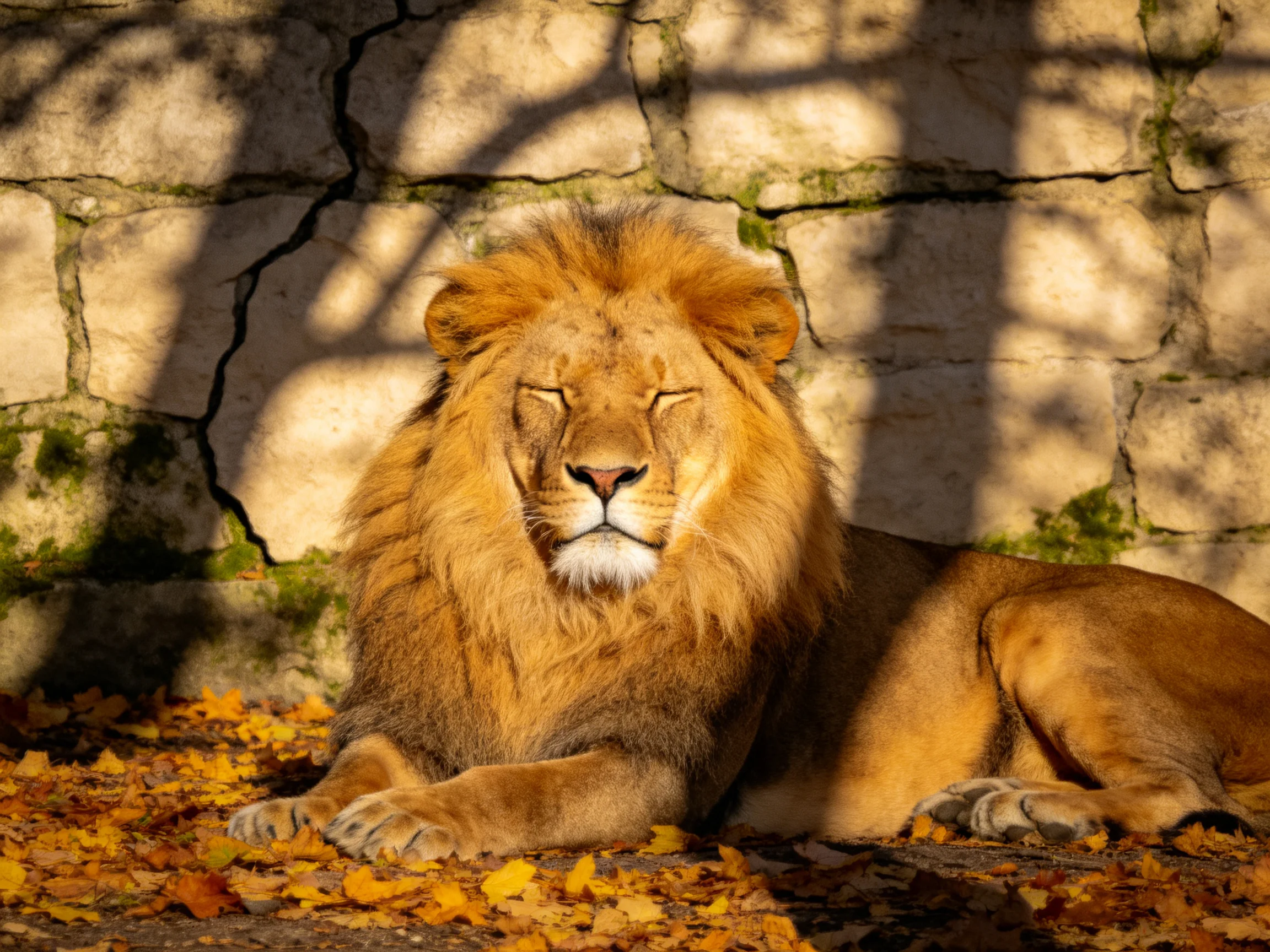 A majestic lion rests near an aged stone wall with autumn leaves