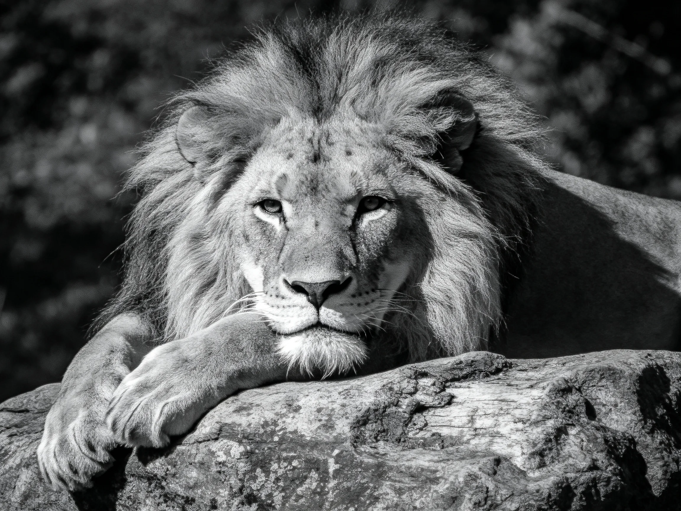 A lion rests on a rock in a black-and-white photograph.
