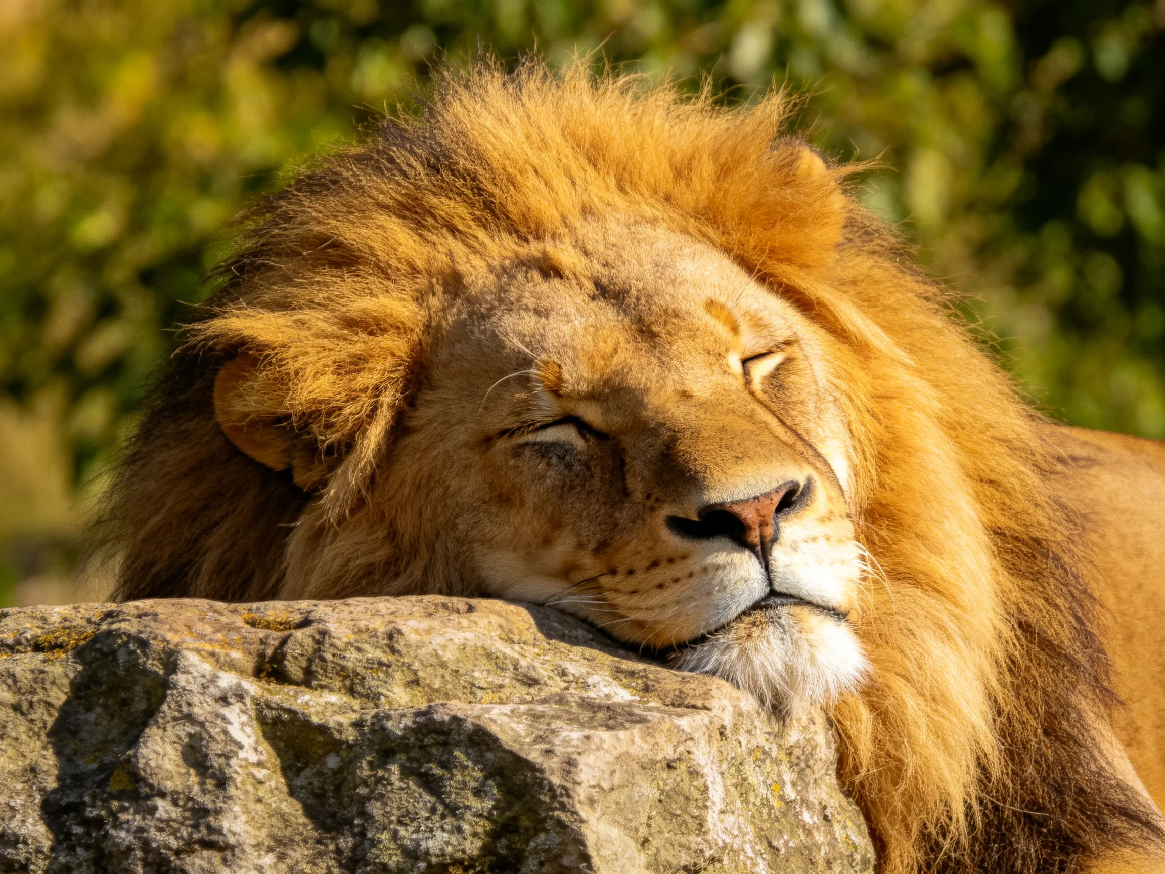 A lion with a golden mane sleeps peacefully atop a large rock near greenery.