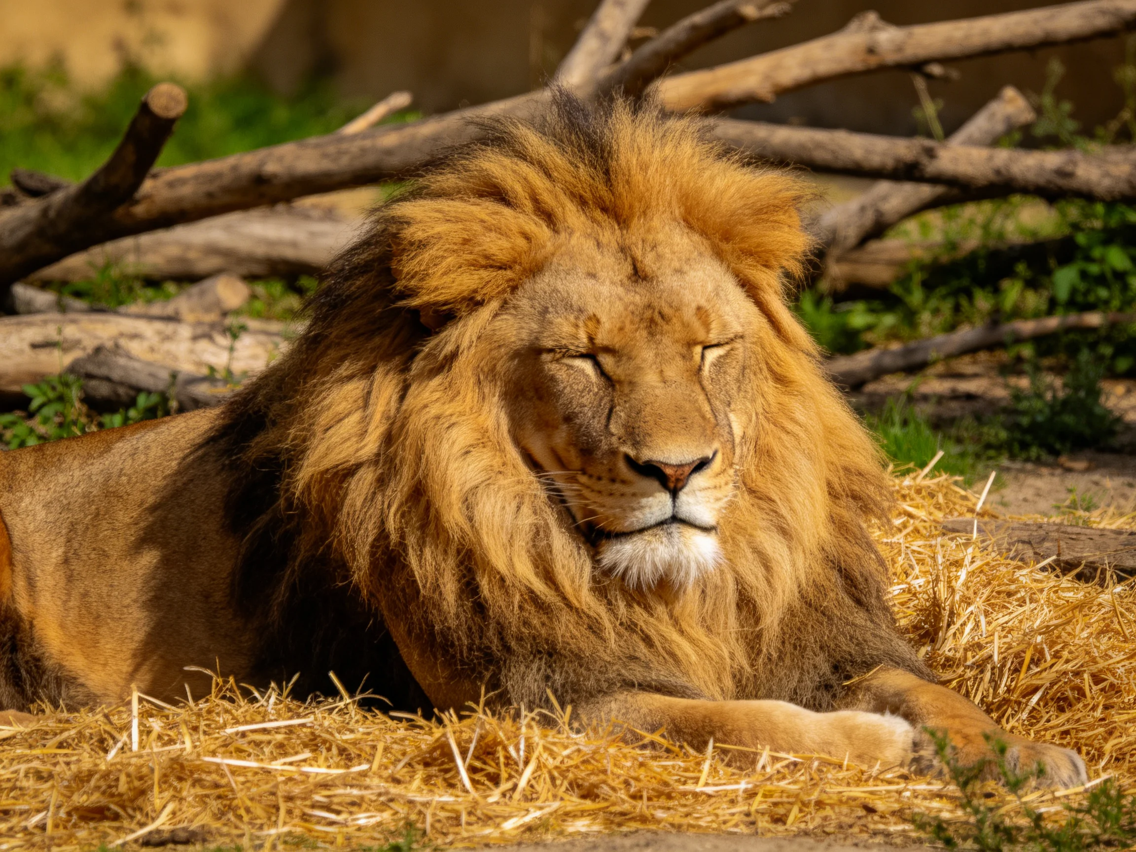 A majestic lion relaxes on straw near wooden logs.