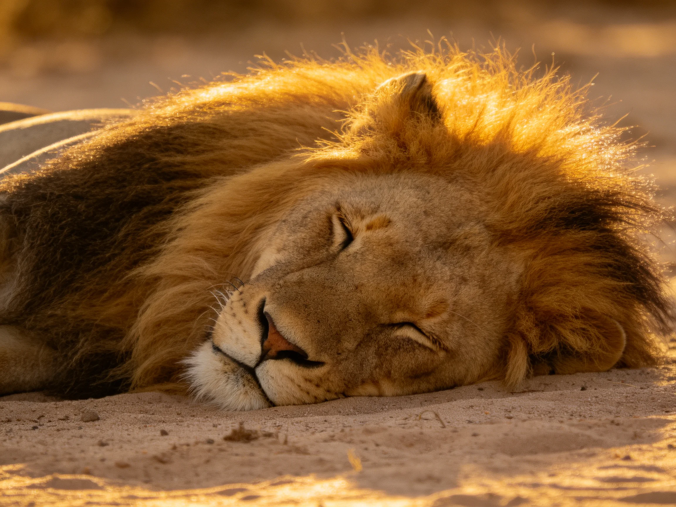 A lion sleeps peacefully on sandy ground in golden sunlight.