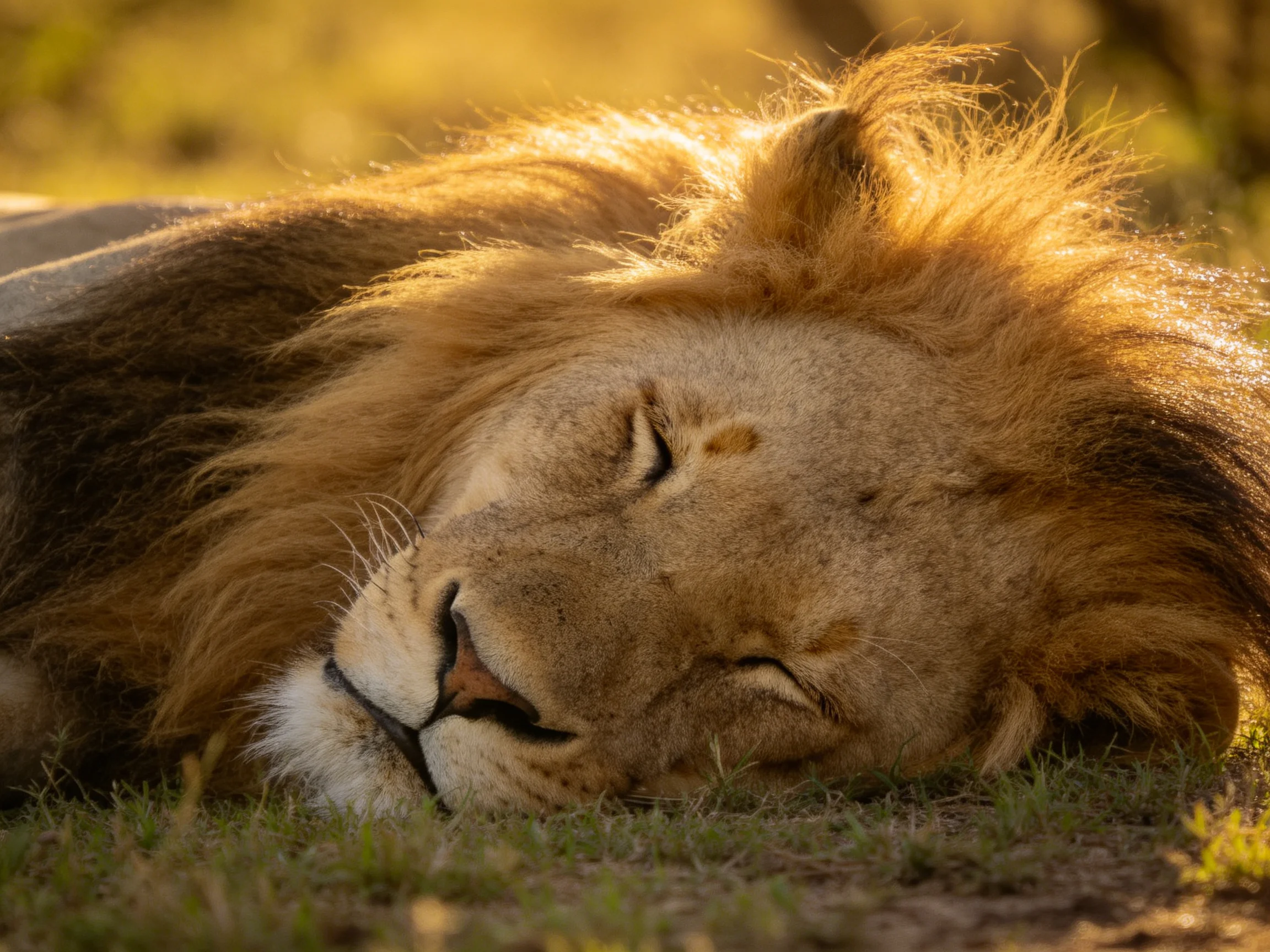 A majestic lion sleeps with golden mane on sunlit grass