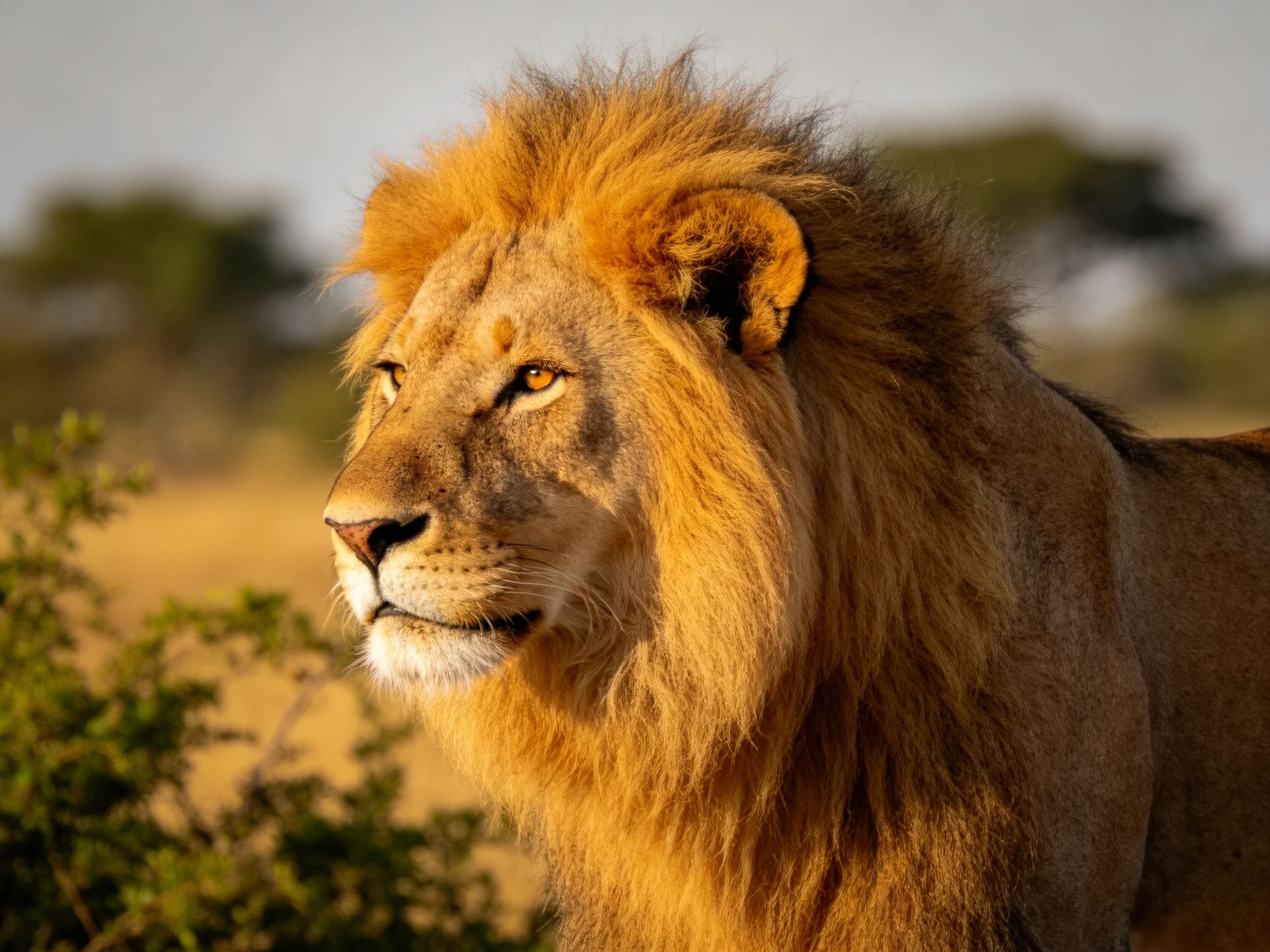 A majestic lion stands in the savannah, bathed in warm sunlight.