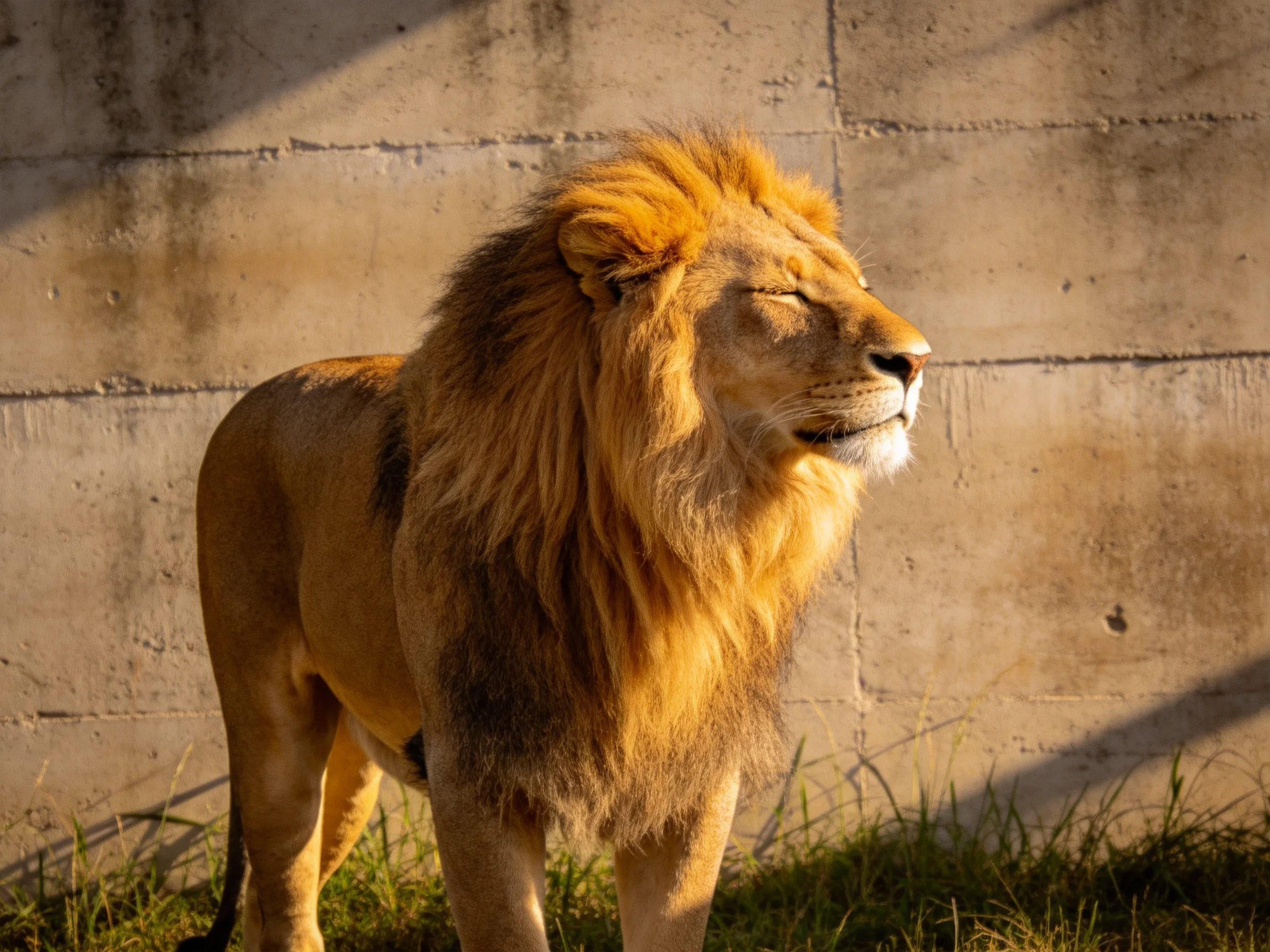 A lion with a golden mane stands beside a weathered concrete wall.
