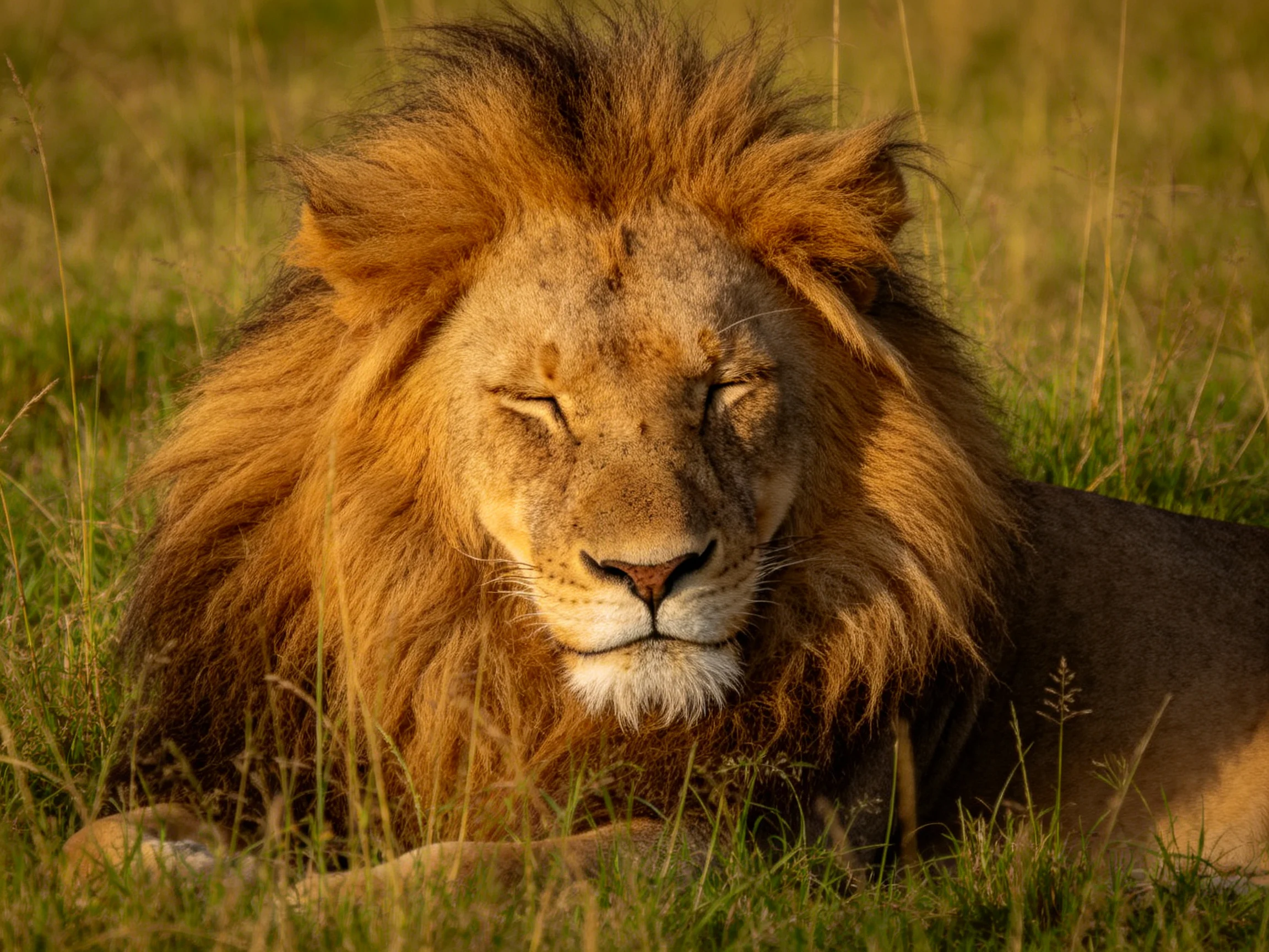 A majestic lion rests peacefully among tall grass in a sunlit area.