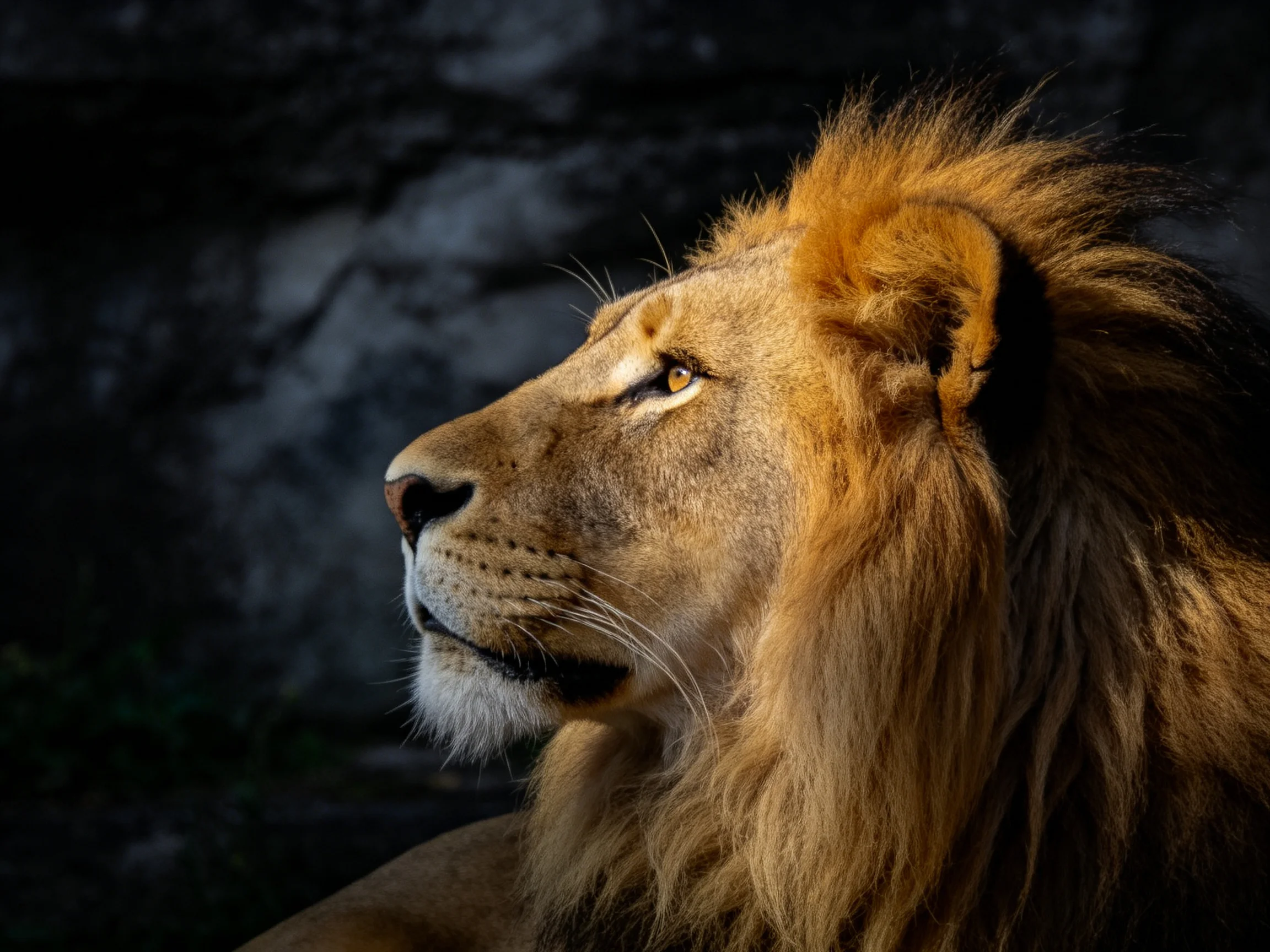 A majestic lion gazes thoughtfully amid a dimly lit rocky setting.