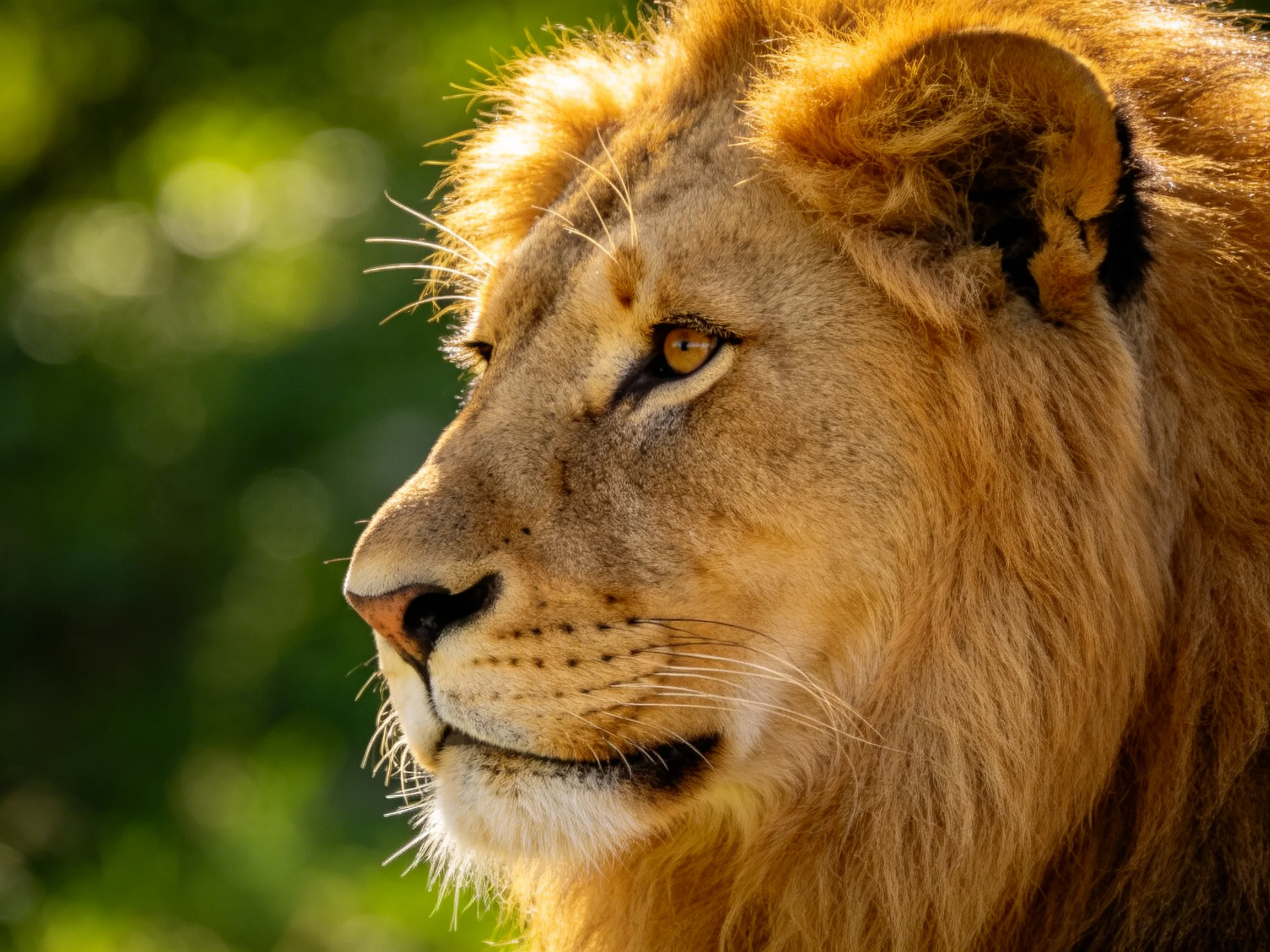 A close - up of a majestic lion with golden mane amid blurred greenery.