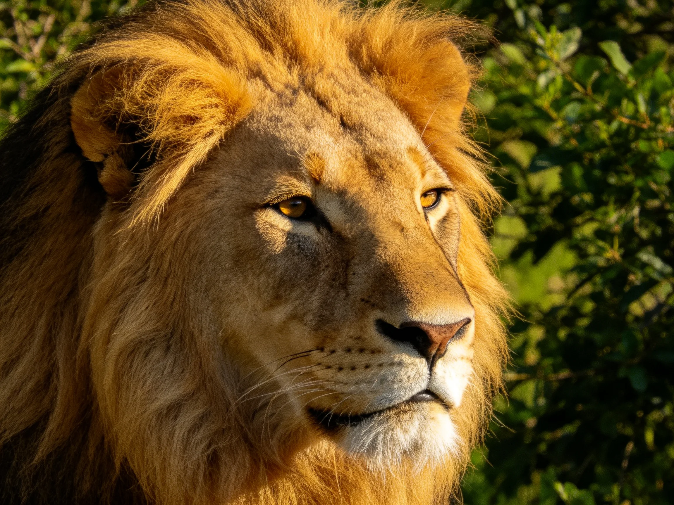 A majestic lion with golden mane is depicted up close amid green foliage.